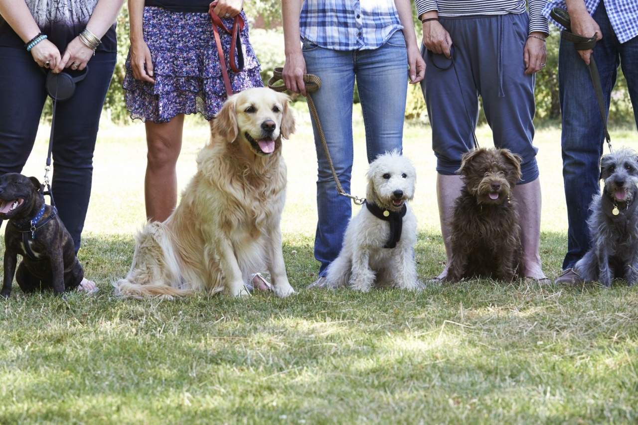 Binomium es el adiestrador de perros en Zaragoza