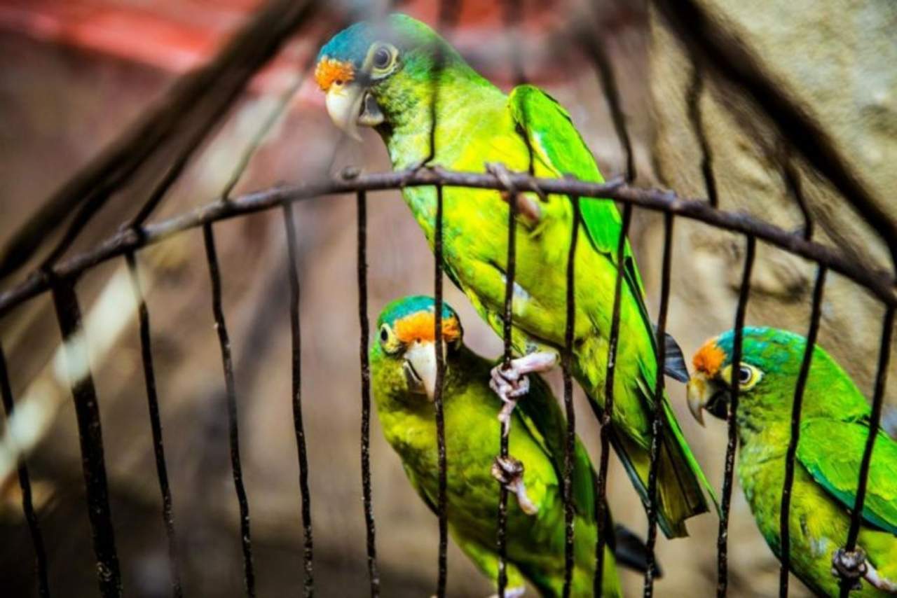 Jaulanimal: Escoger una jaula para la mascota de manera eficiente