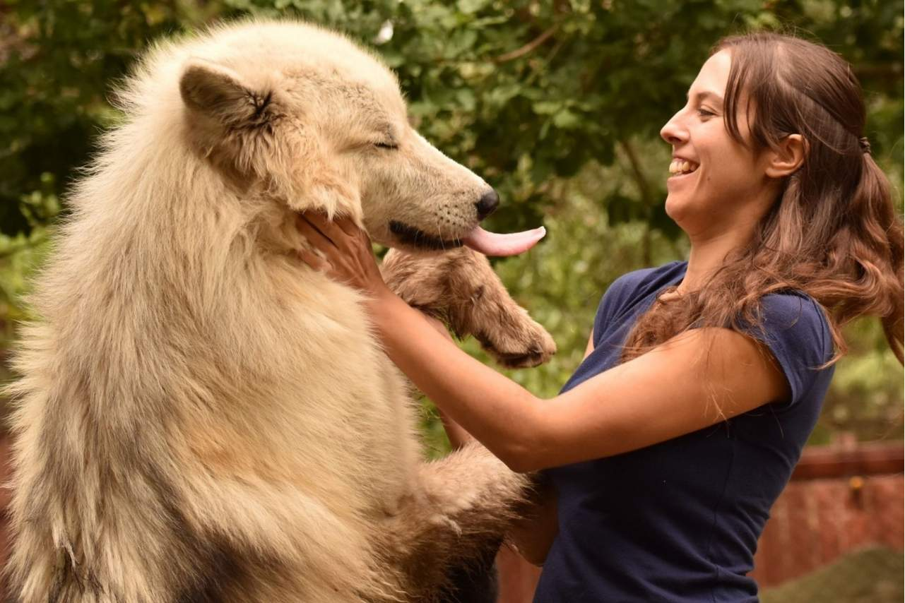 Wolves Legacy, la compañía que comercializa uno de los piensos para perros más populares del mercado