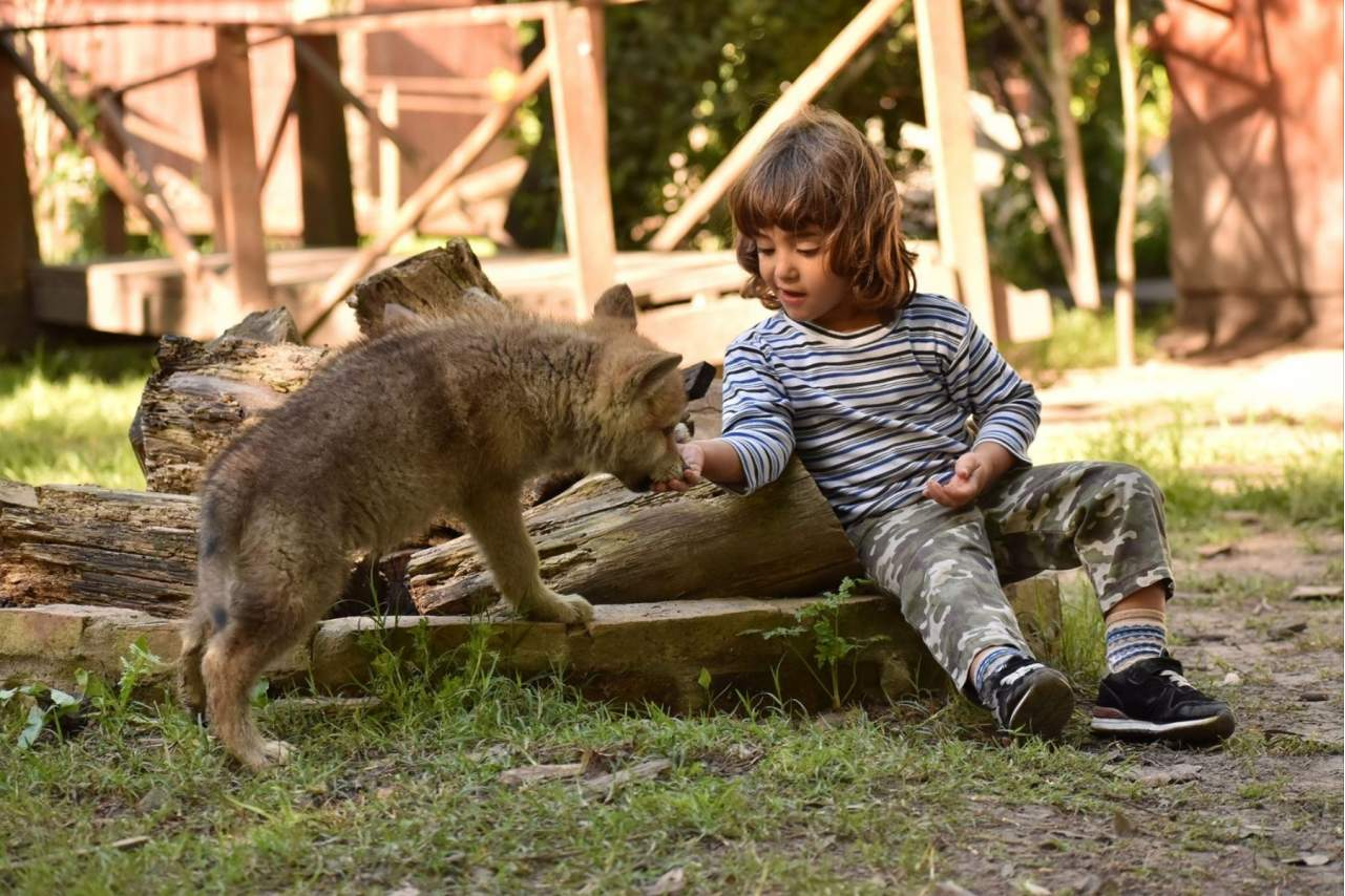 La historia y legado detrás de Wolves Legacy pienso, alimento de alta gama para perros