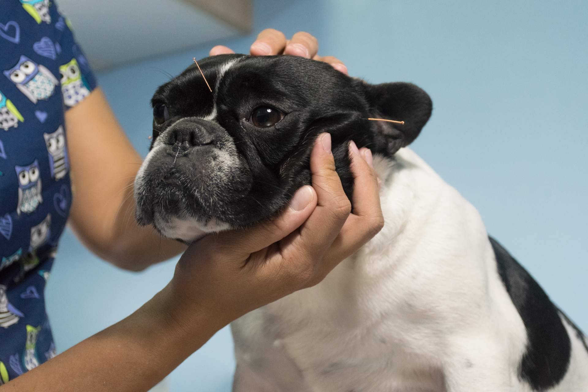 Kikai ofrece acupuntura veterinaria a domicilio