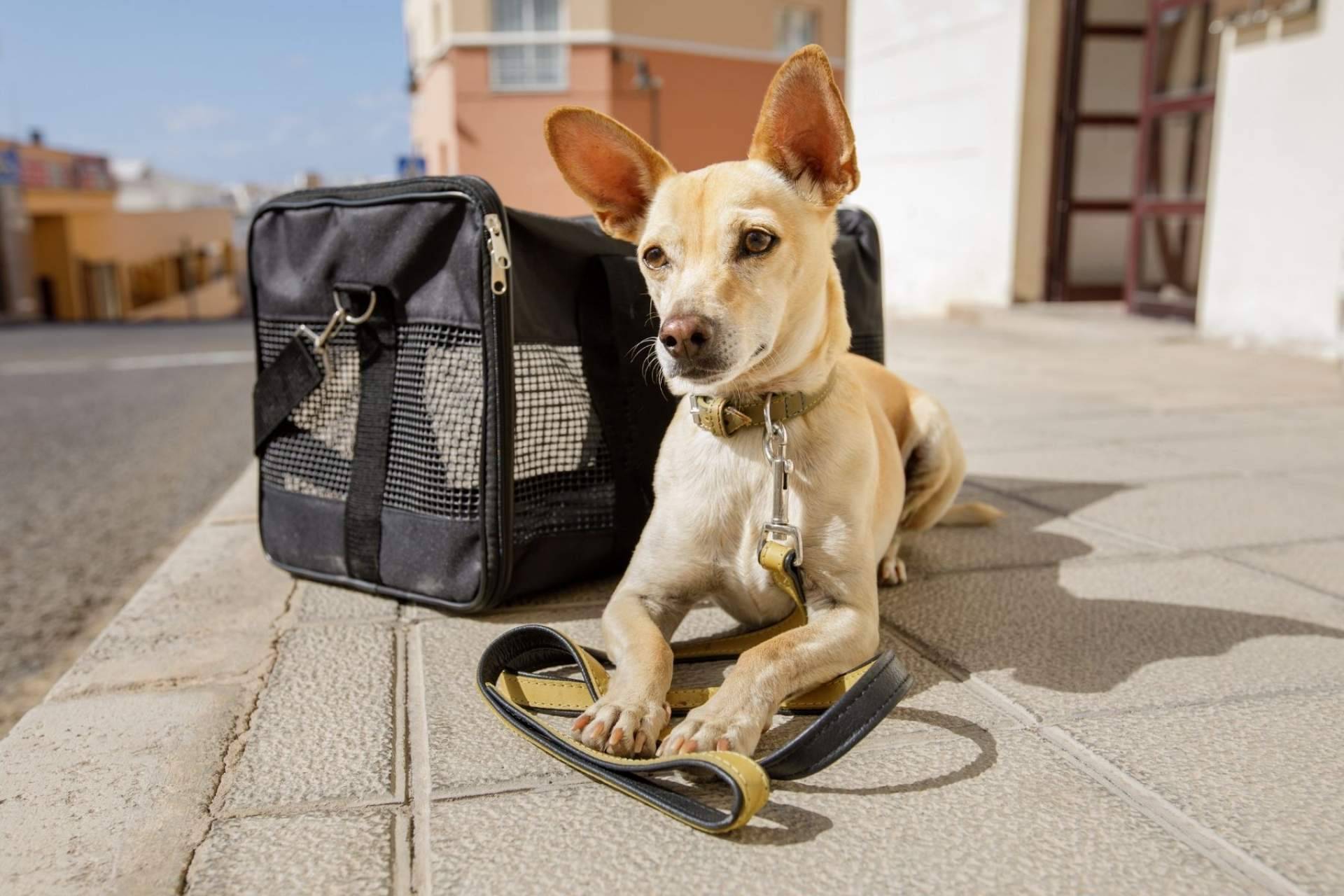 Las vacaciones y las mascotas no son incompatibles: Animalzone