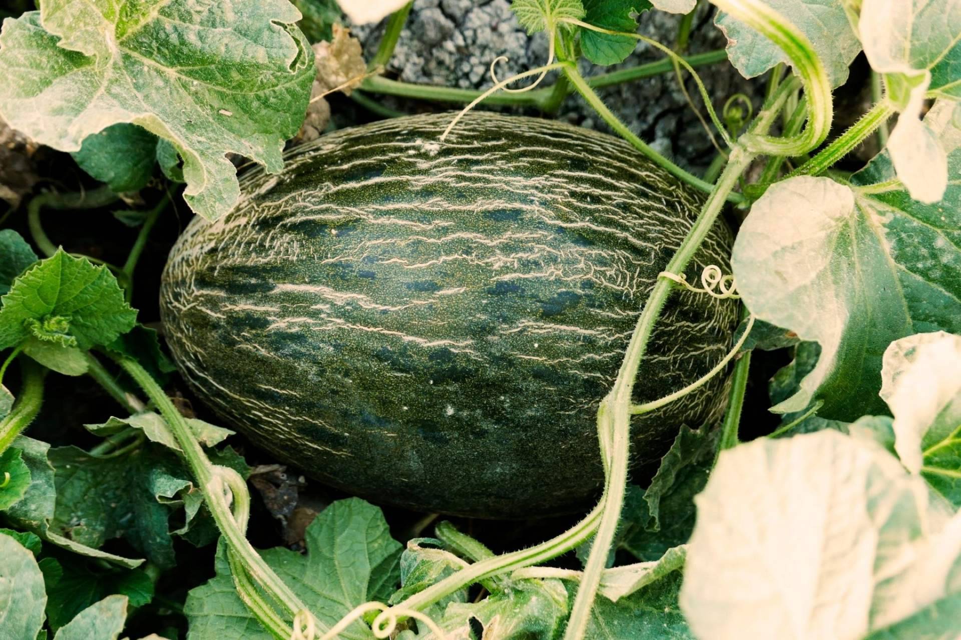 Melones de gran sabor y calidad de la mano de la tienda Cítricos y Delicias