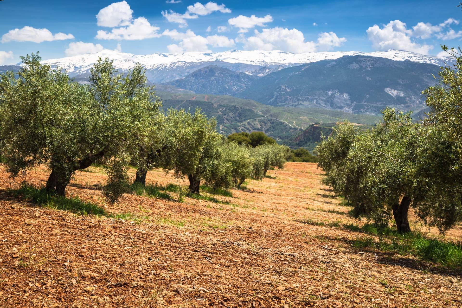 La finca ganadería La Manchega, propiedad de la empresa Royal Mediter, permite celebrar todo tipo de eventos