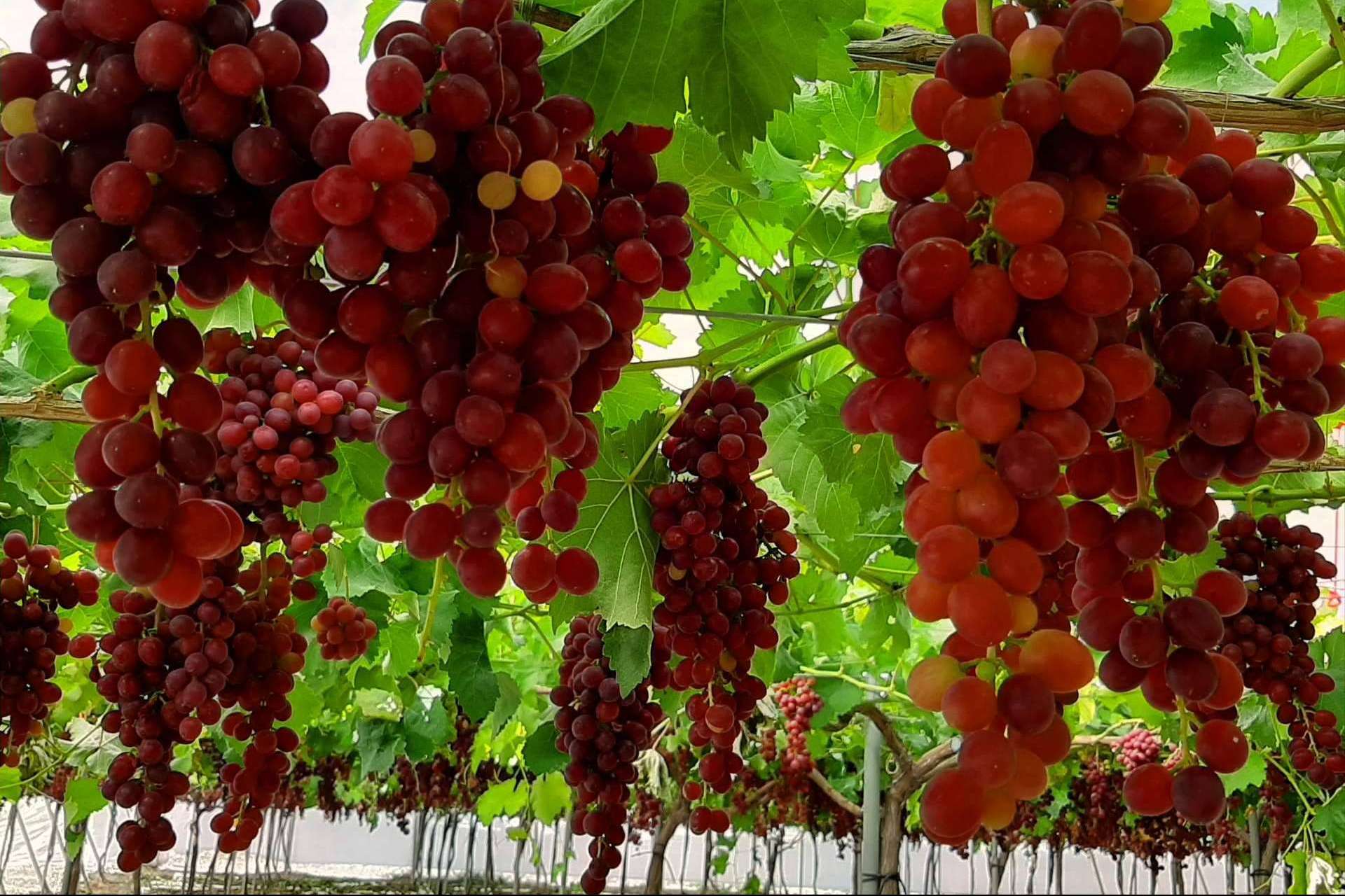 AGRICOVER, la nueva tecnología desarrollada por Agralia