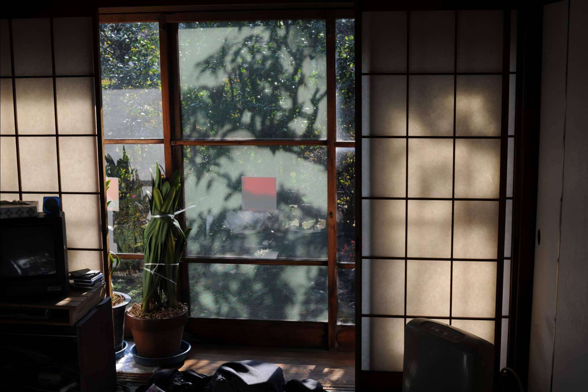 Según Losma Studio, la ventana de madera se alza como una de las mejores alternativas ecosostenibles en ventanas y balcones