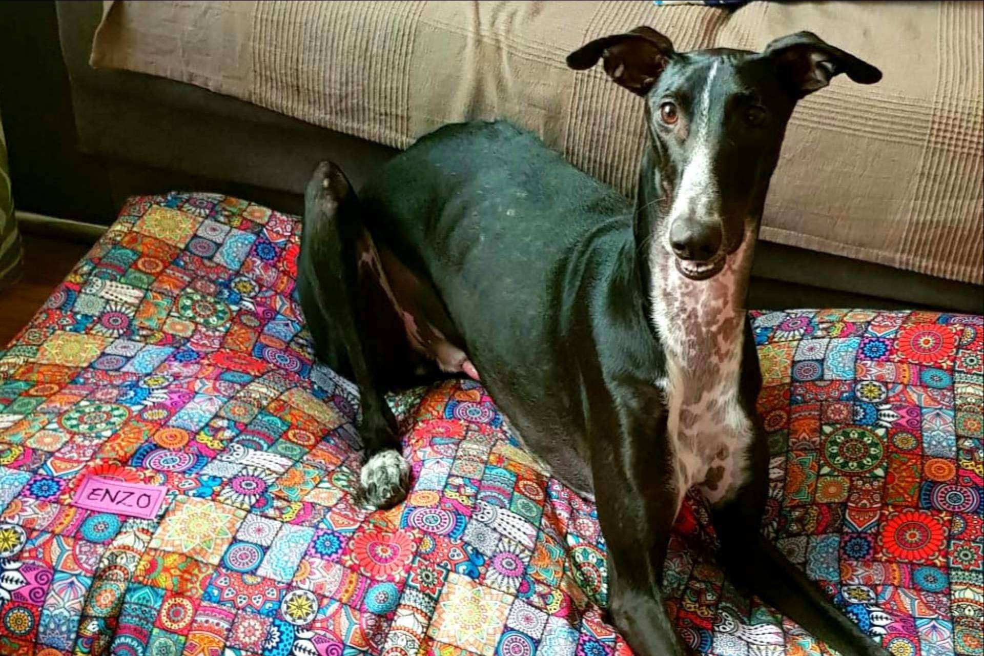 La originalidad de las camas para mascotas de Patitas Barcelona