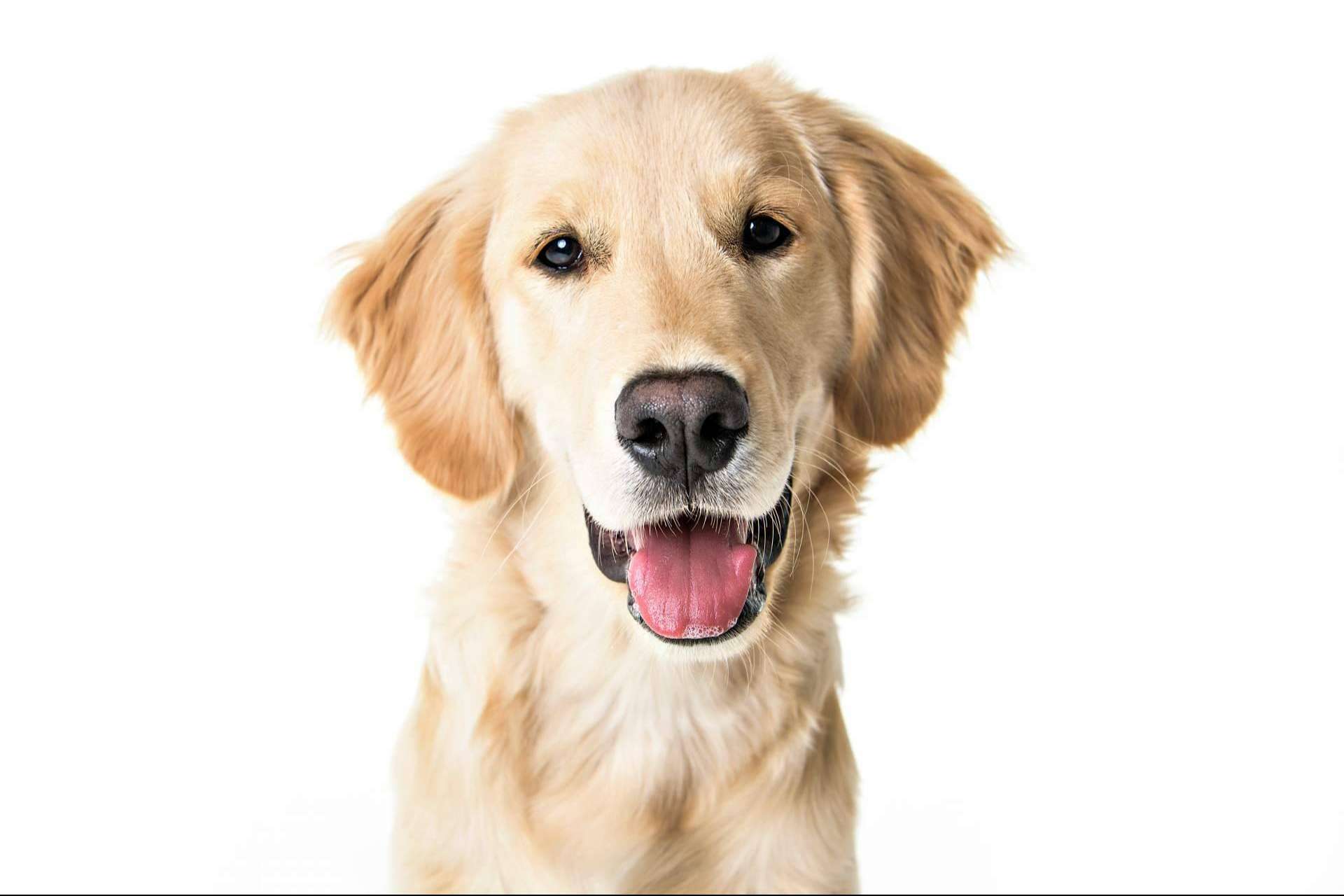 101 Cachorros, el punto de venta de cachorros y accesorios para mascotas