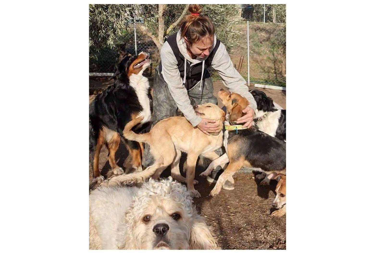 El método sin jaulas de la guardería de día para mascotas de PERROBUENO
