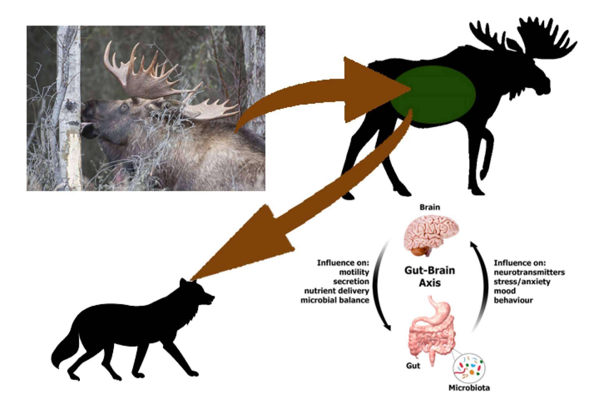 Una historia de piensos naturales para perros