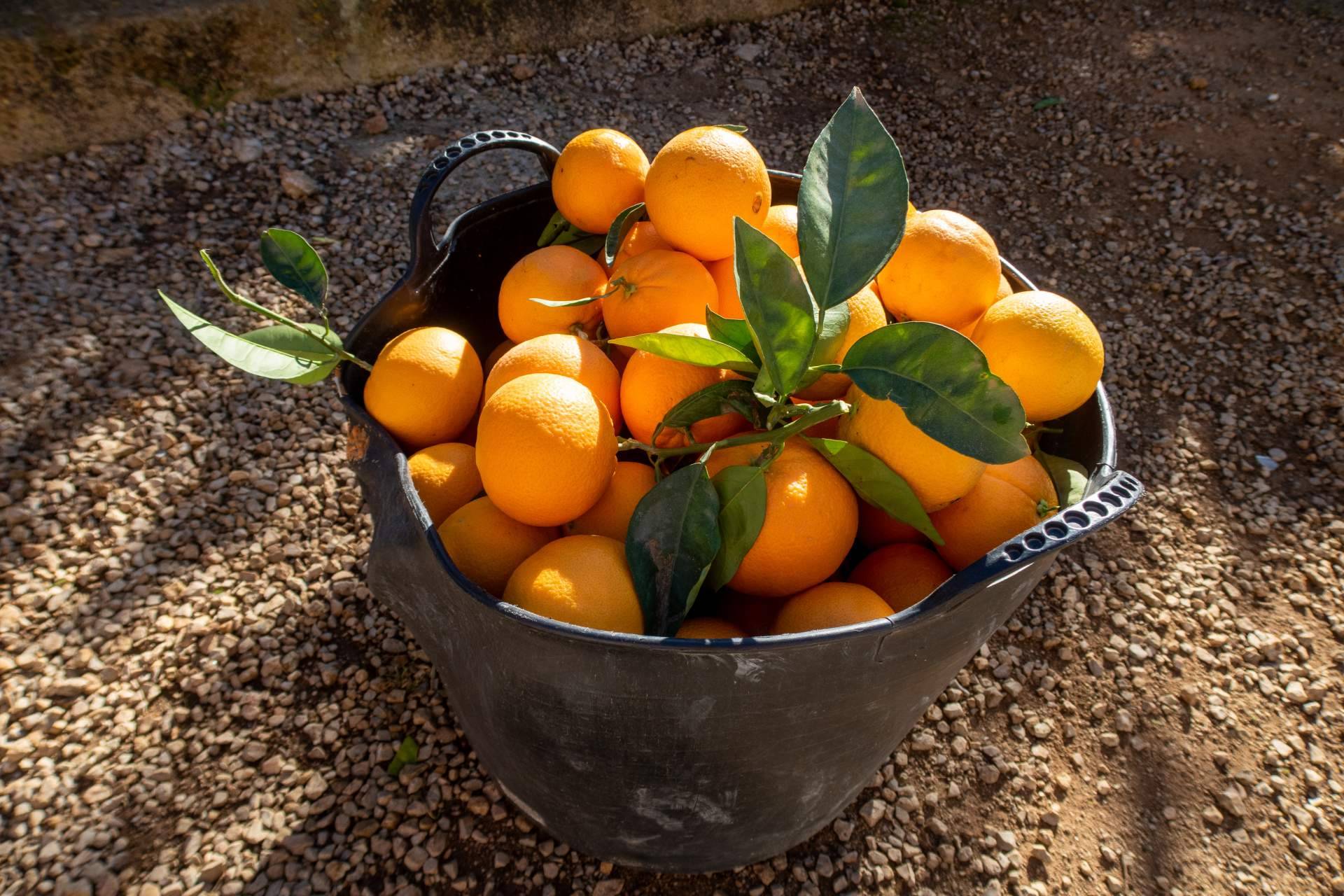Solucionar la crisis de precios en la agricultura con la venta online, por Sabor a Naranjas