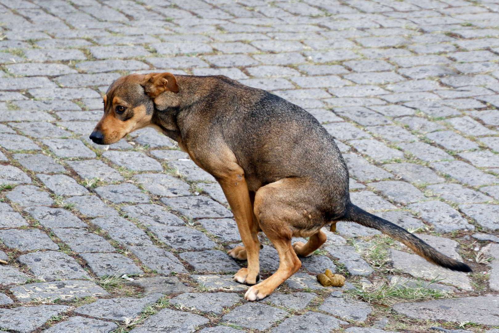 Censo canino y control de heces a través del ADN canino