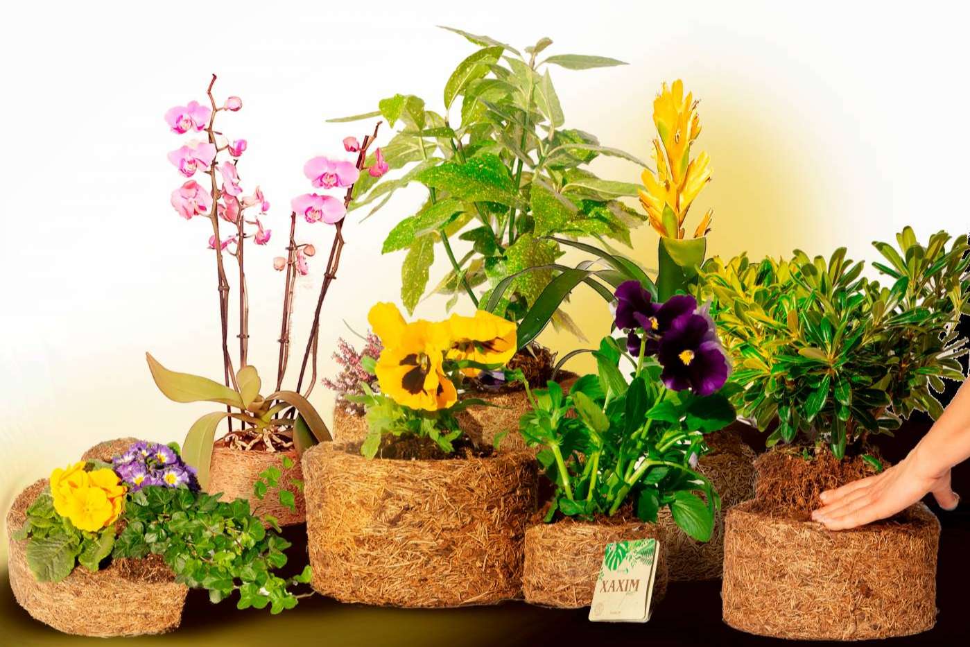 Contribuir a un mundo verde a través del emprendimiento de Biosolvit Spain, Xaxim Pots