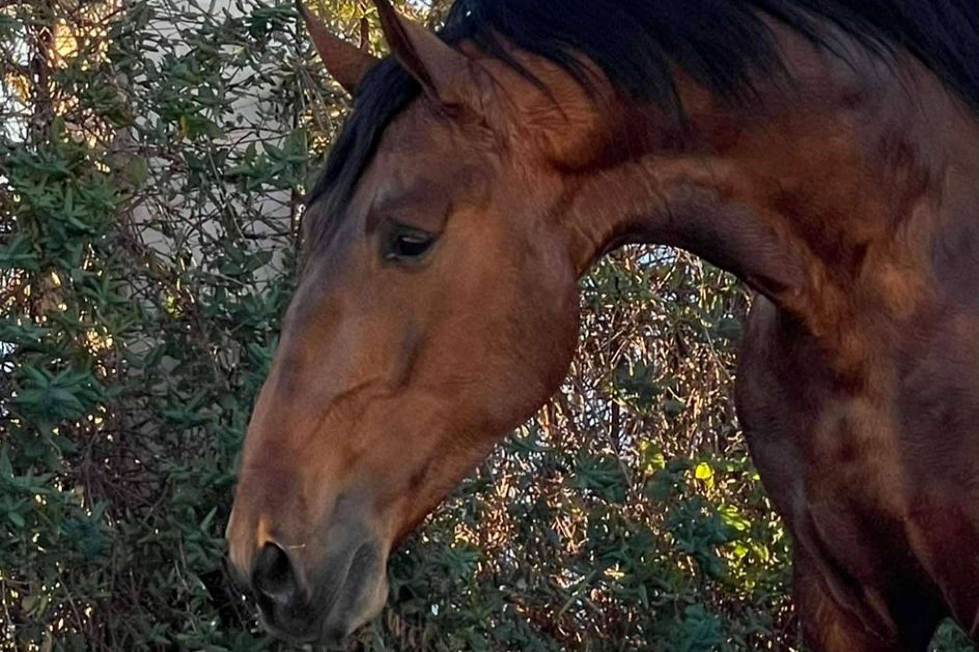 La empresa Yeguada La Pajarita se encarga de la venta de caballos en Albacete