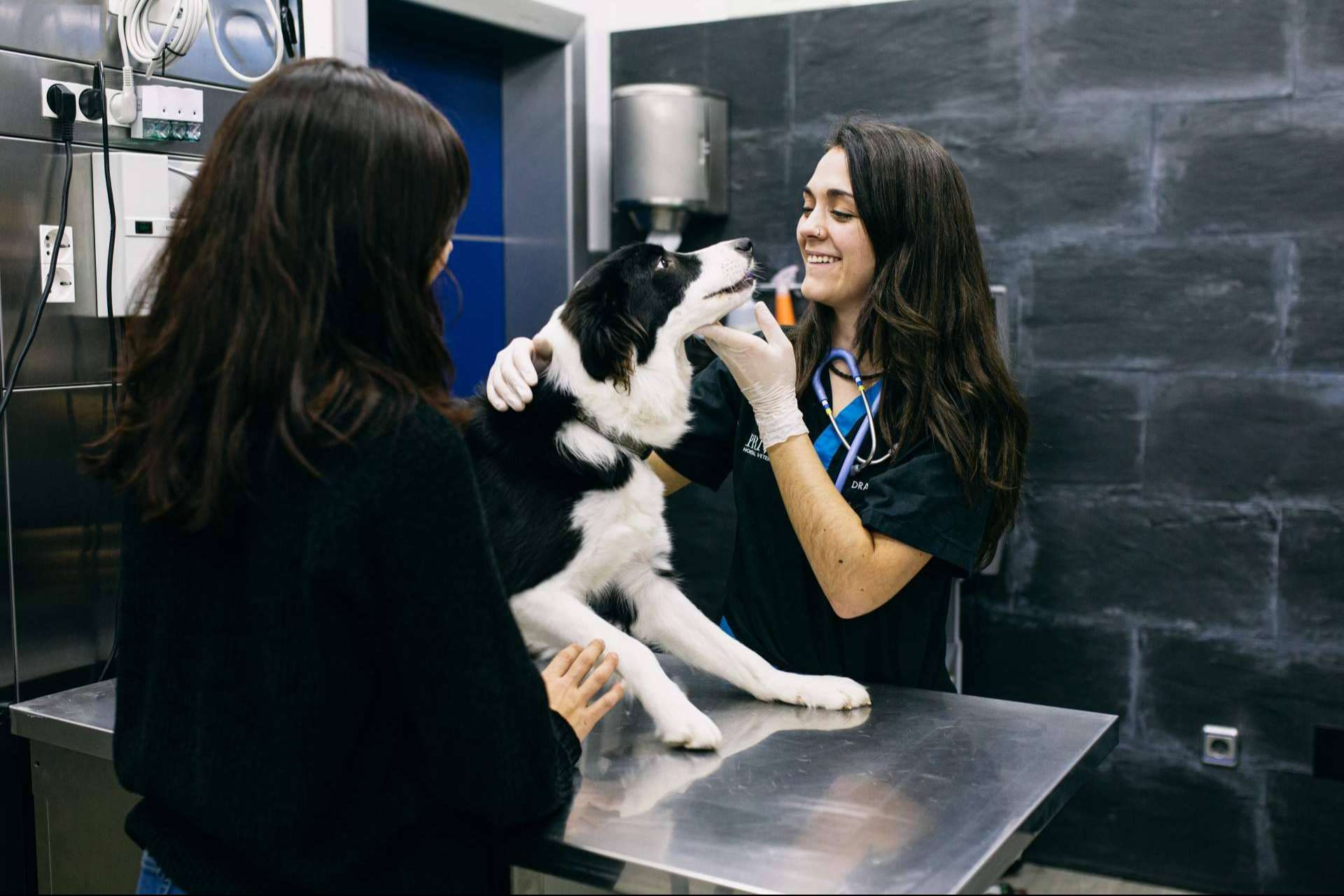 El Hospital Veterinario El Bosque ayuda a los animales de Ucrania
