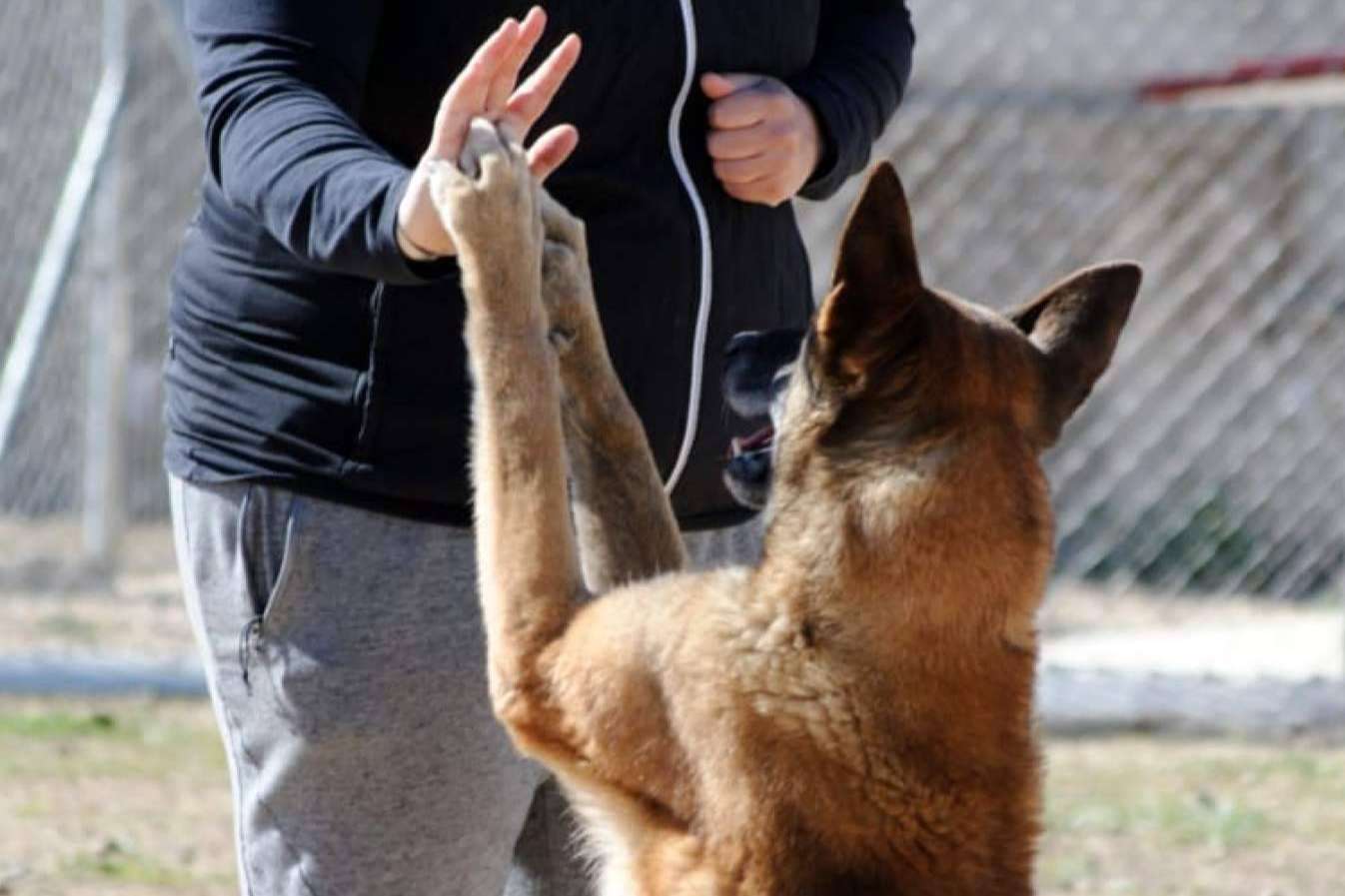 Perros de apoyo emocional, de la mano de AEPA