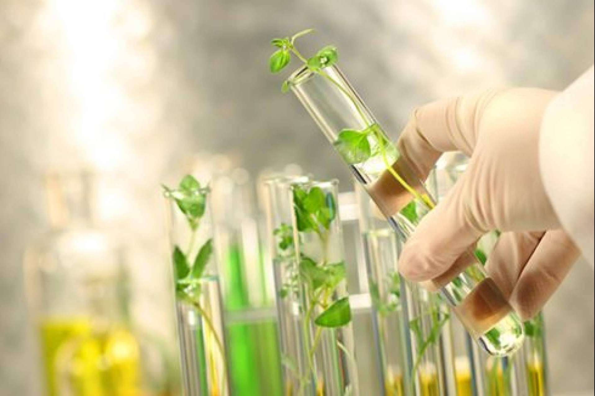 Medicamentos herbolarios de Soria Natural México