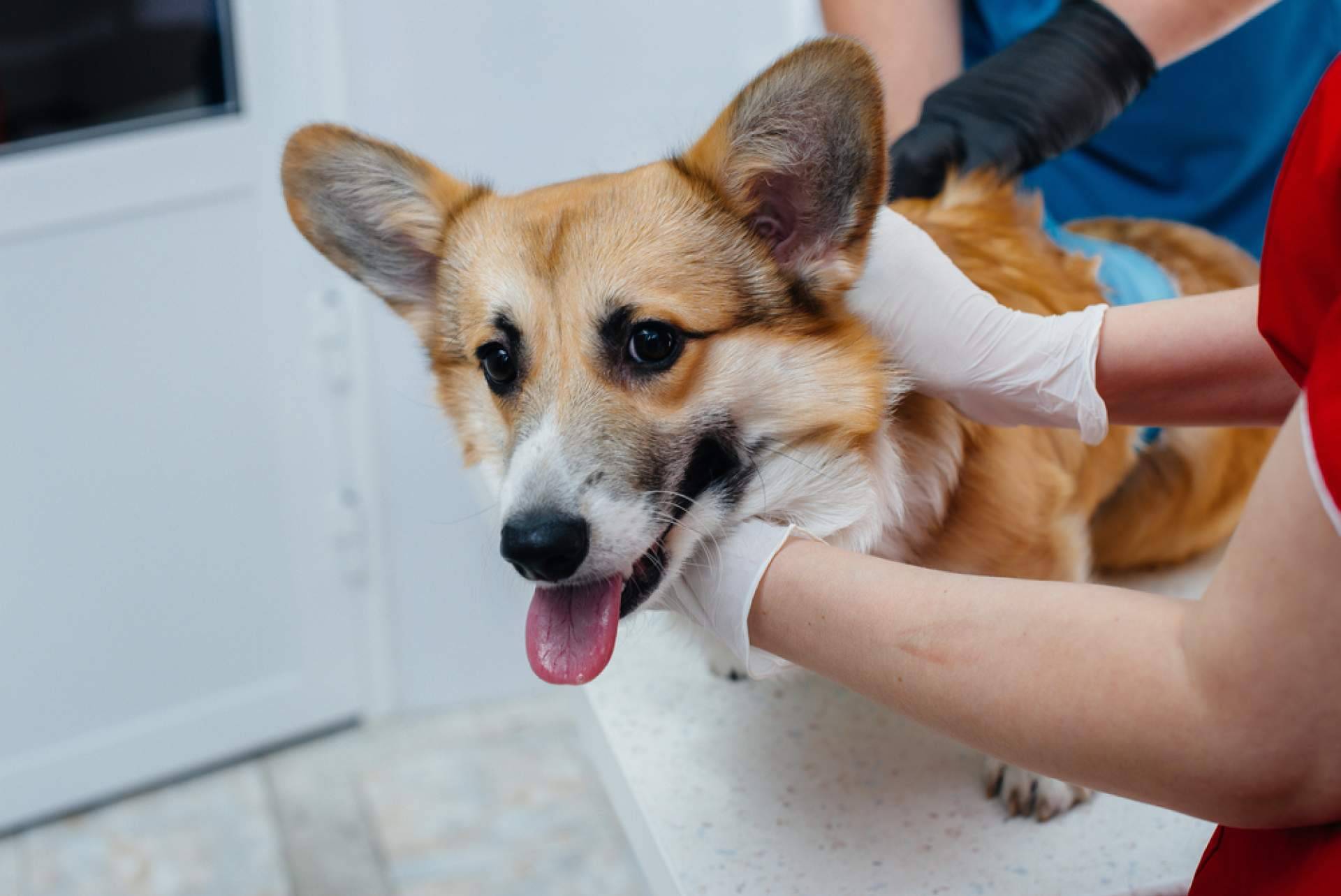 Curso de Auxiliar Veterinario de la mano de VetFormación