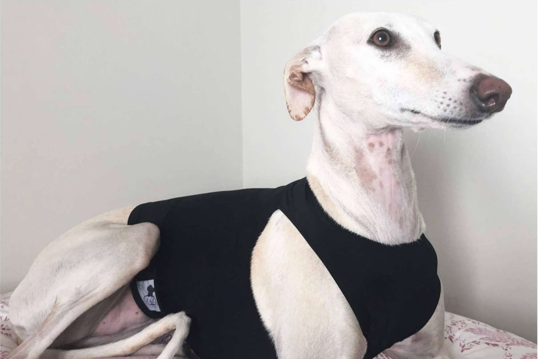 Los accesorios y ropa para galgo de Lucas & Lola