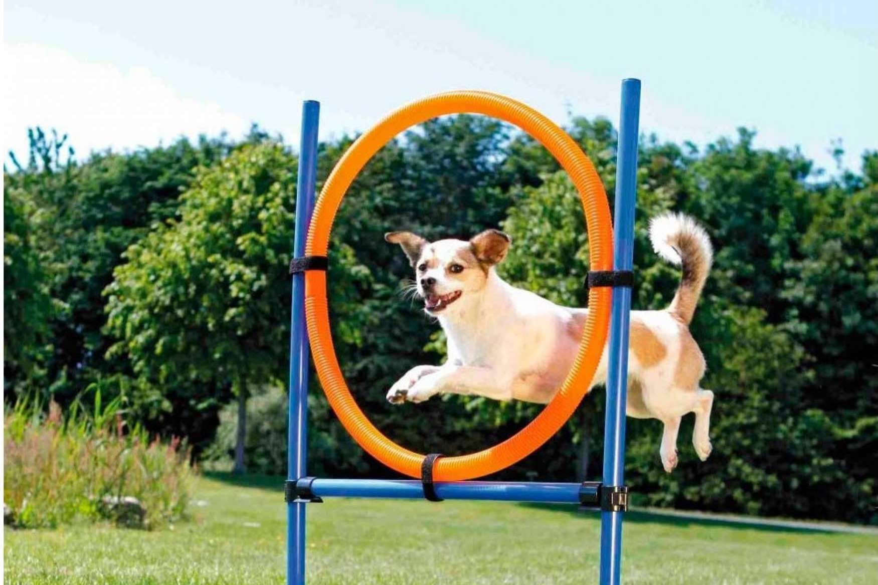 Lucas & Lola ofrece juguetes para perros