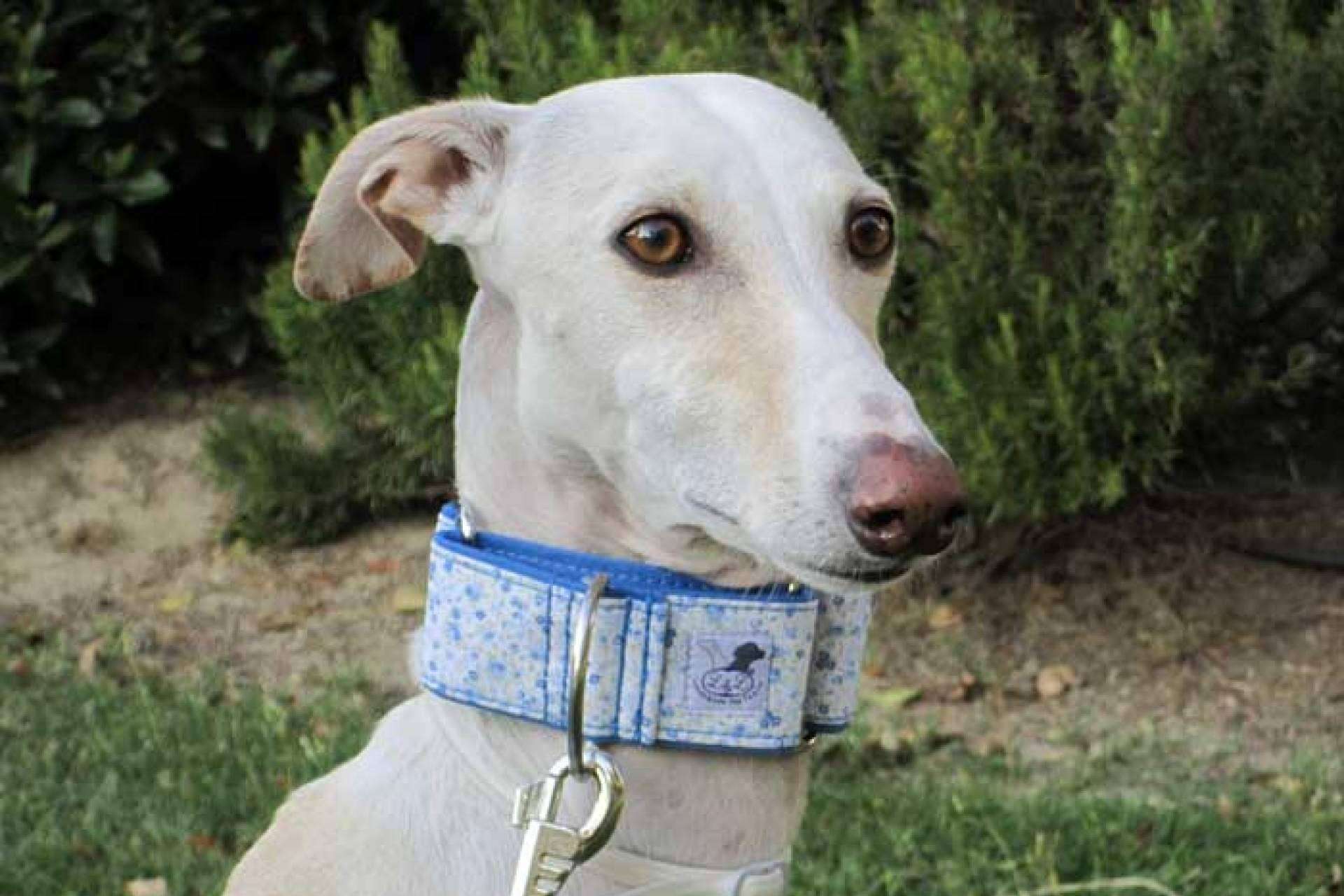 La parafarmacia Lucas & Lola vende accesorios exclusivos para mascotas