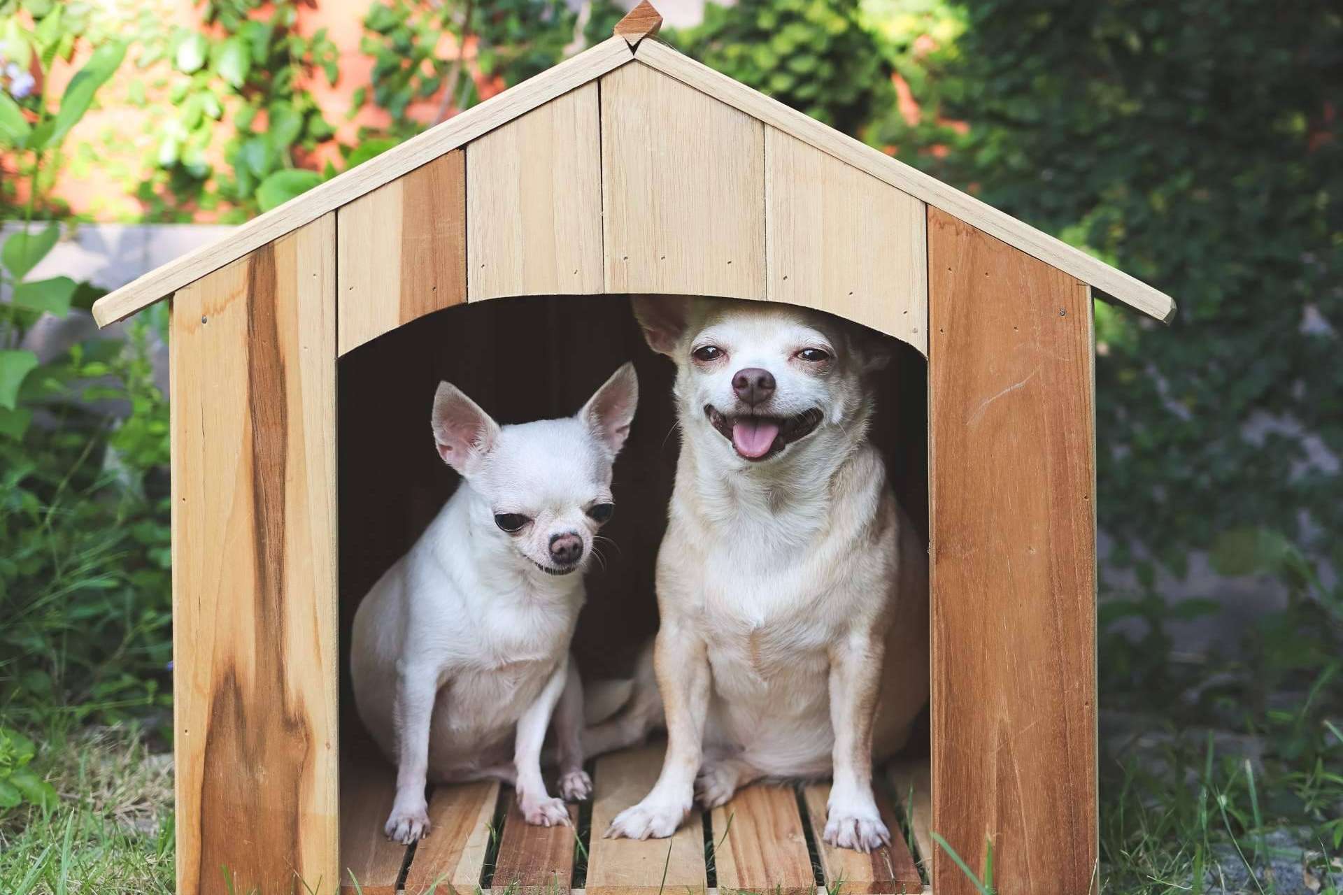Cuáles son algunas características de los chihuahuas, por Cachorros del Valle