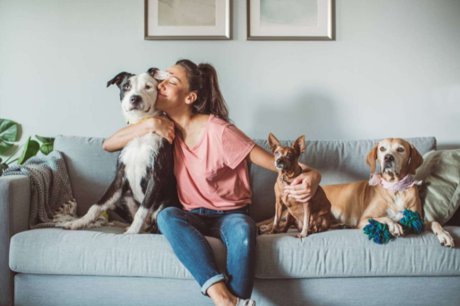 Vervictech habla de las mascotas y sus cuidados