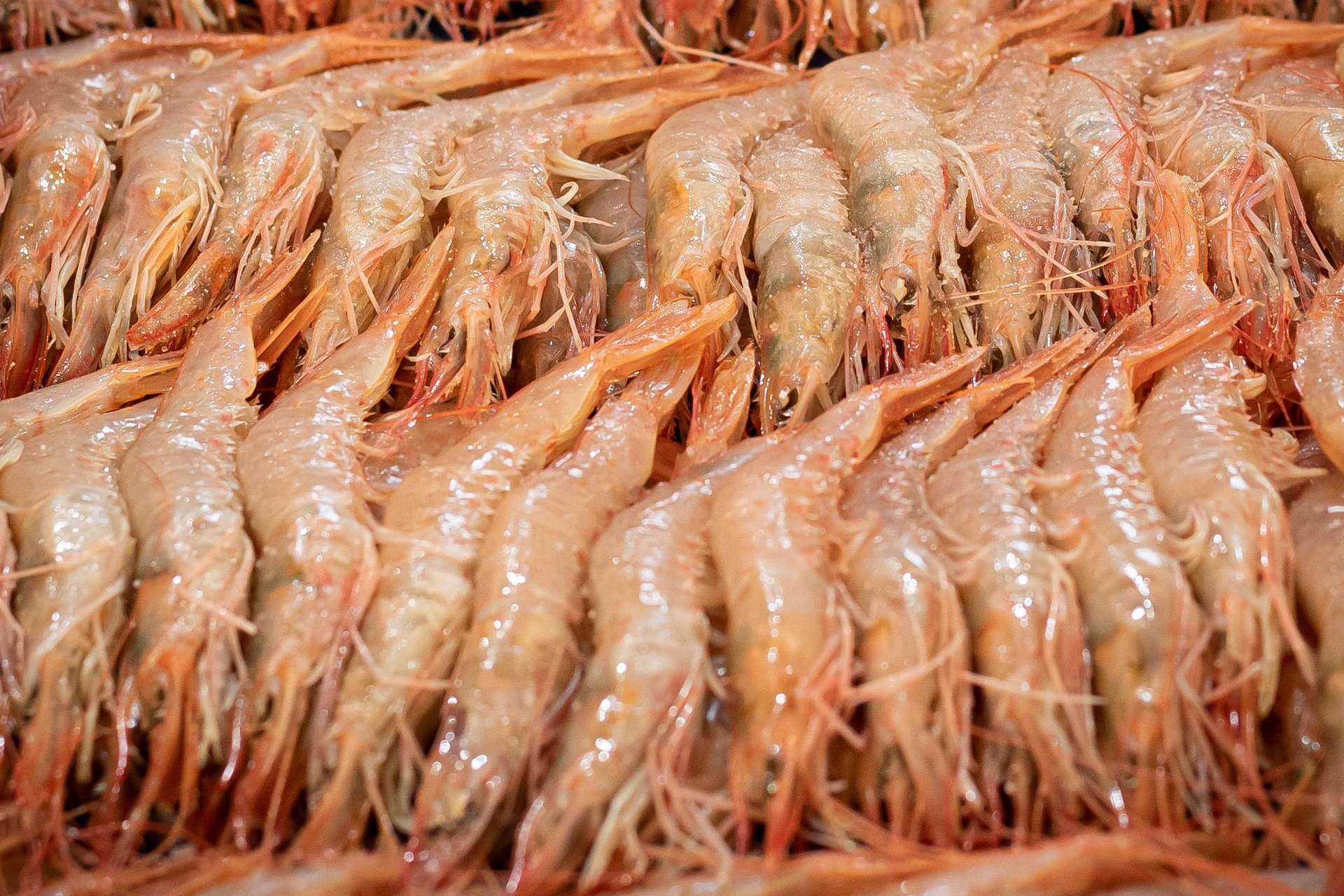 Razones por las que la empresa Lonja de Ayamonte es reconocida en la venta de la Gamba Blanca de Huelva