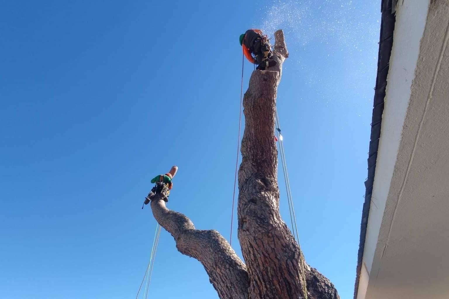 Servicio completo de poda y tala. Talas de Árboles ofrece todo el cuidado de un árbol, desde que nace hasta que muere