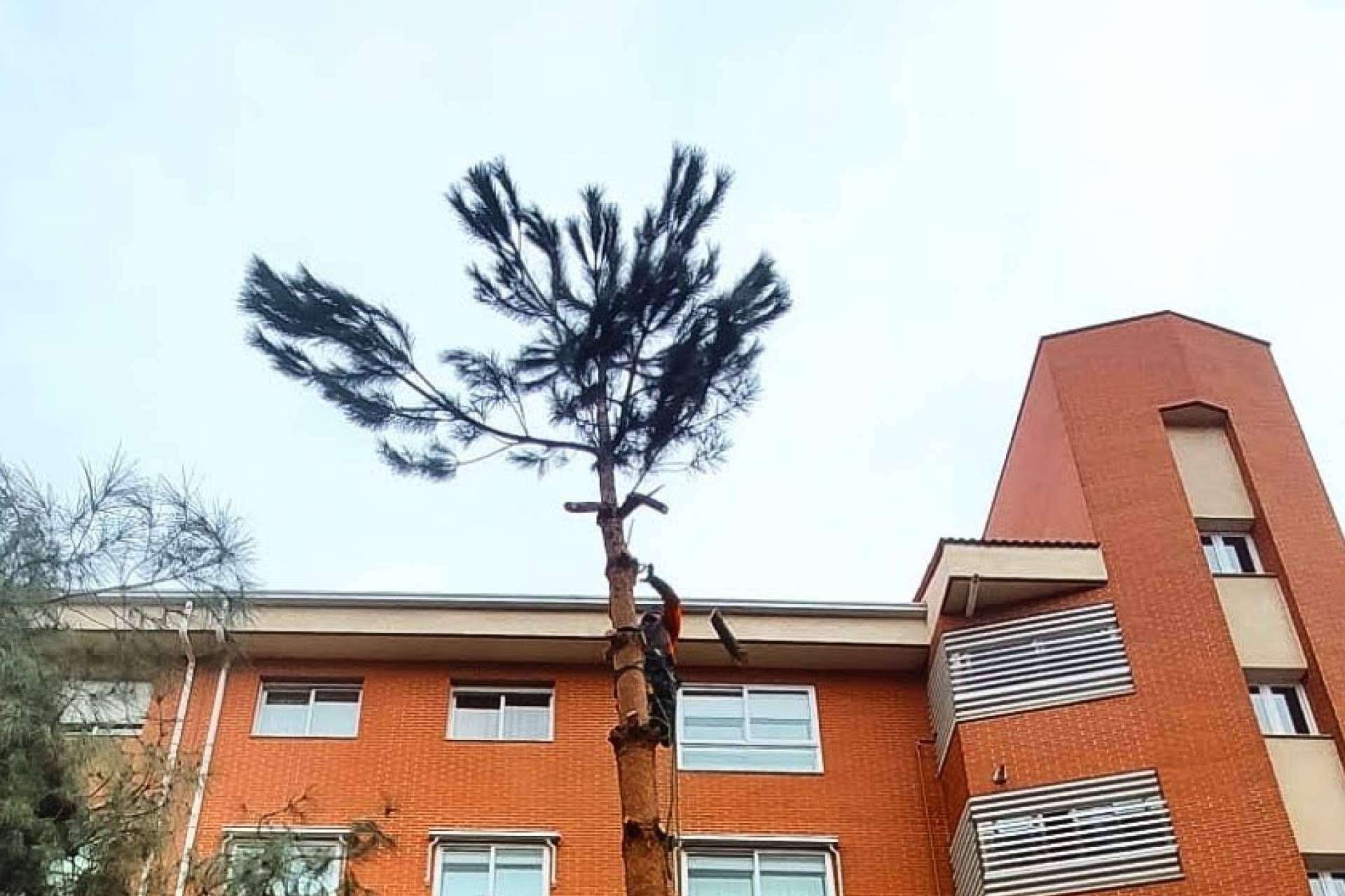 Un servicio profesional de poda de árboles de la mano de Talas de Árboles, empresa ubicada en Madrid