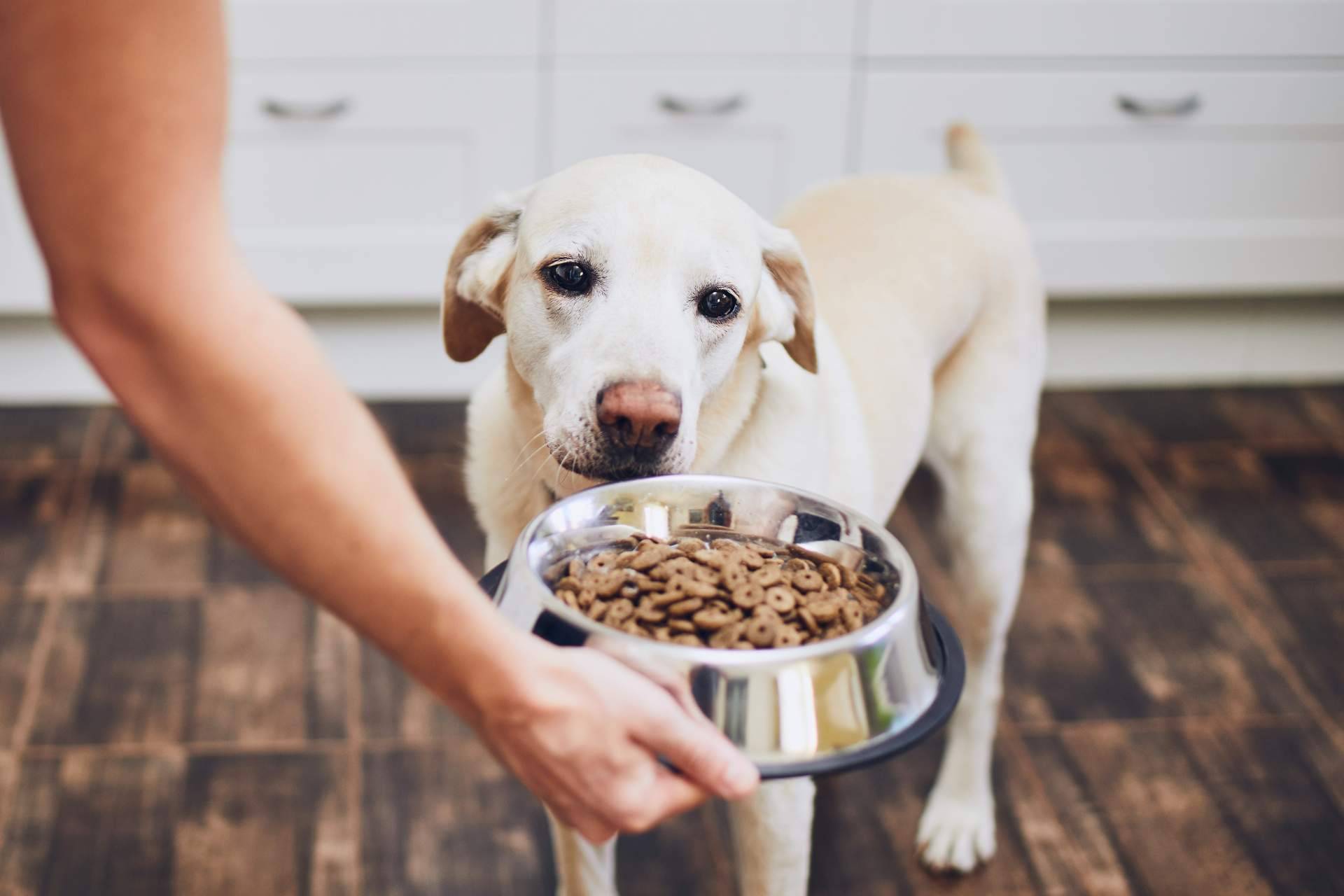 Contribuir al bienestar de las mascotas con snacks naturales