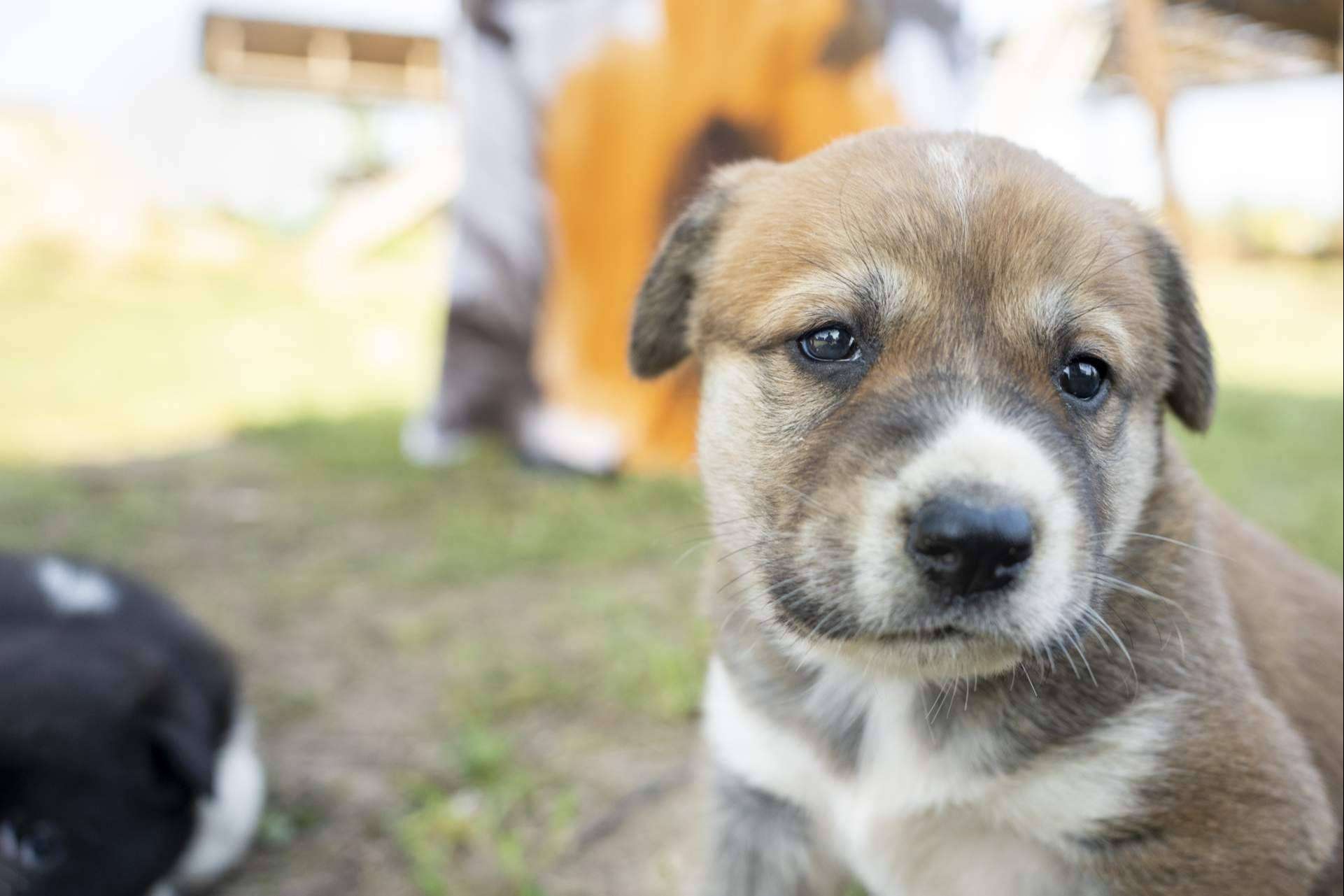 Cómo convertirse en un referente de la protección animal, por Aboganimal