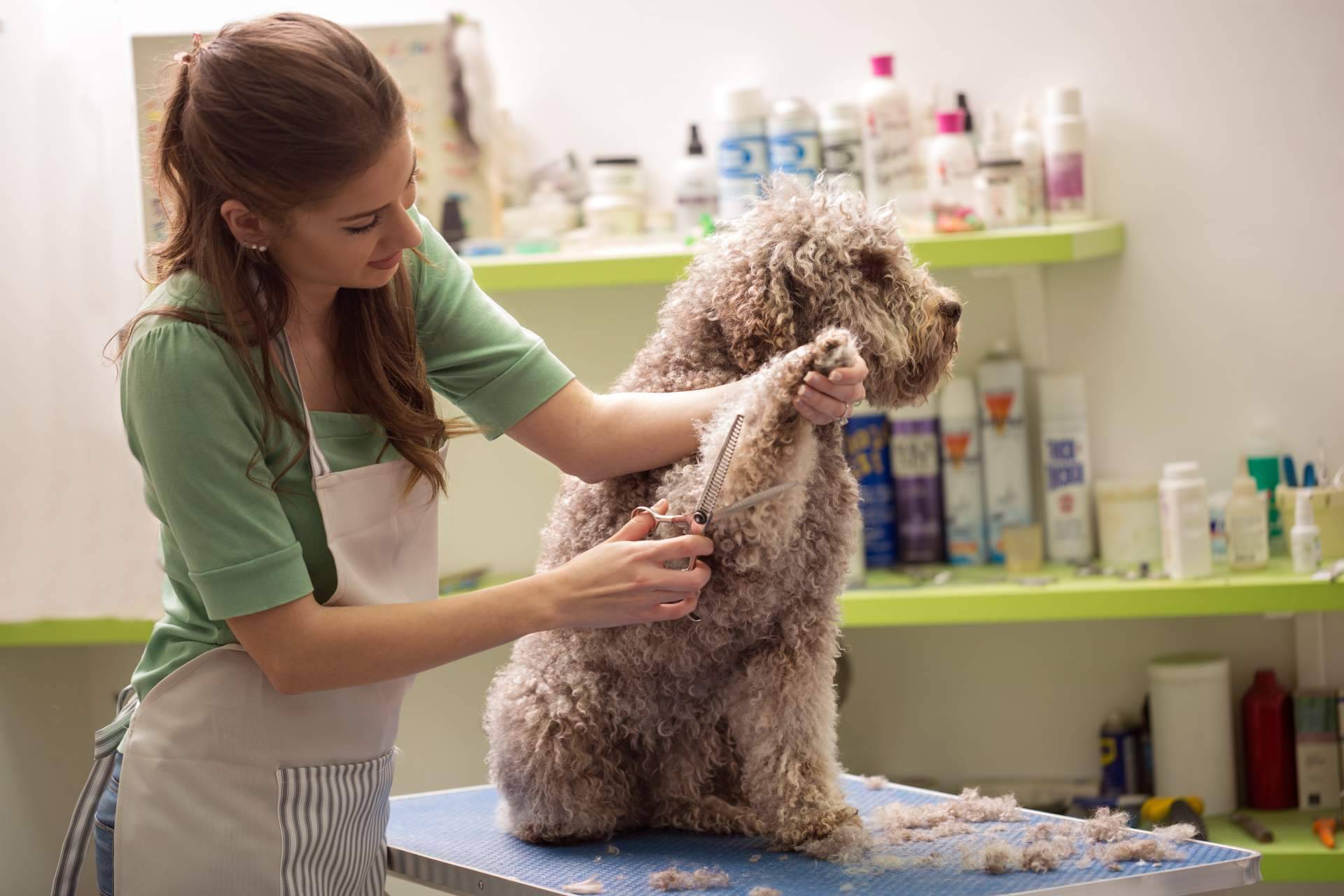 Pelitos Peluquería Canina sobre los errores que cometen los dueños en el cuidado de sus perros