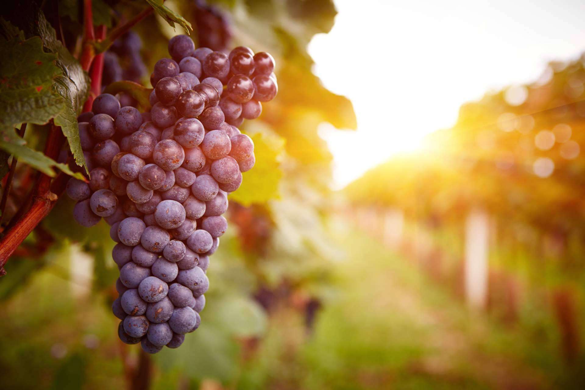 El vino artesanal 8 Copas de Naturelovers Wines