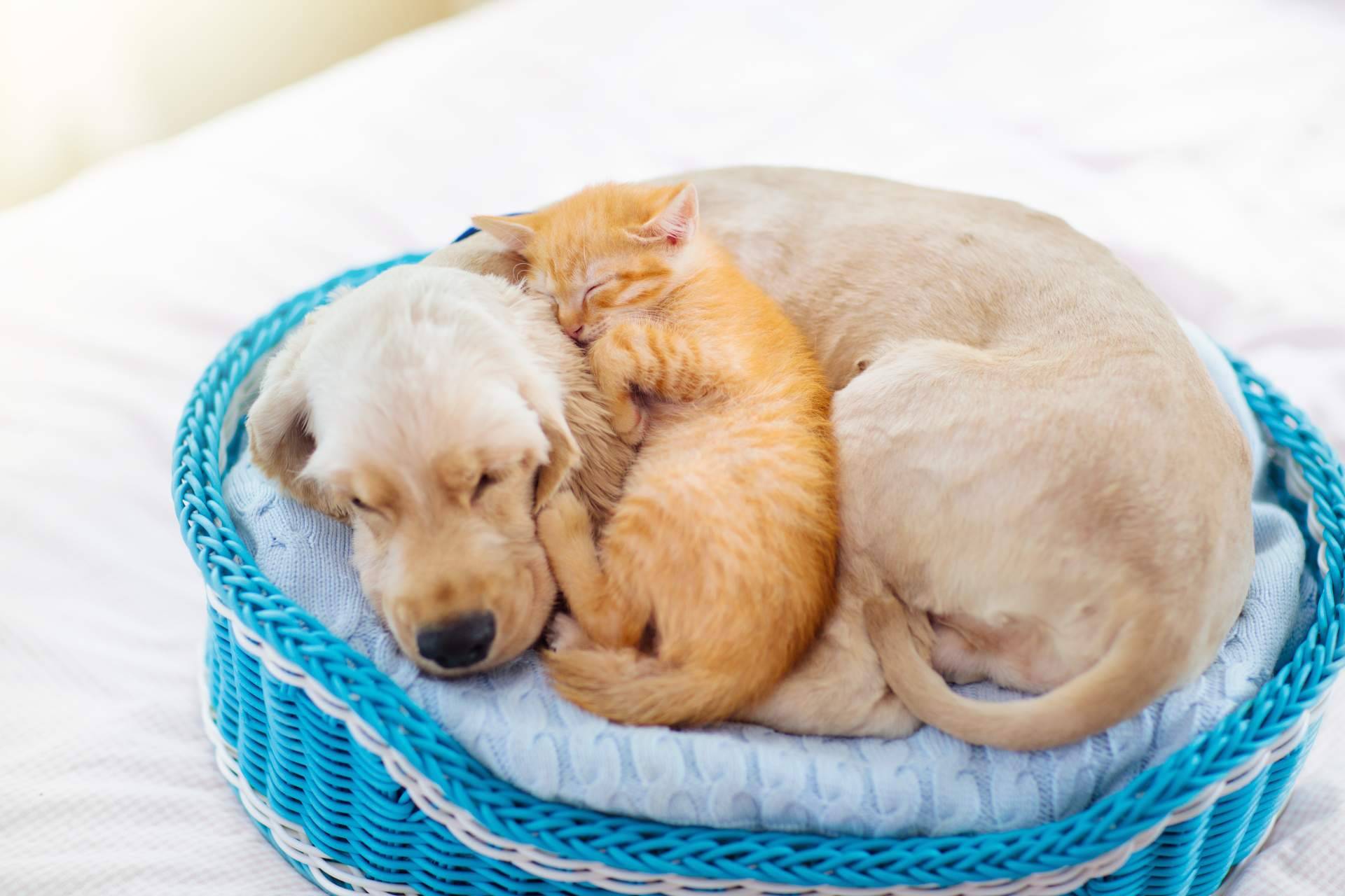 El e-commerce transparente, justo y honesto para perros y gatos (y sus dueños) es ParaPerrosyGatos