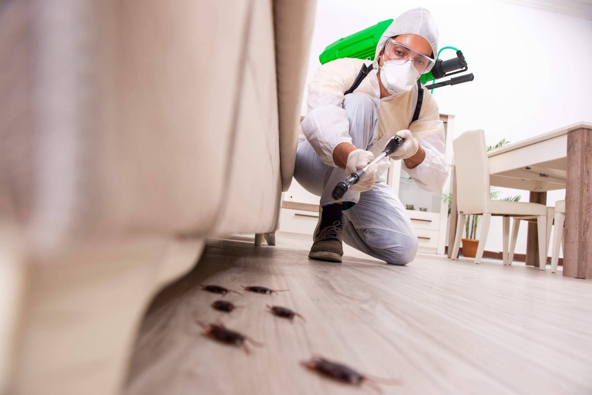 Productos Antiplagas dispone de diferentes trampas e insecticidas para avispas