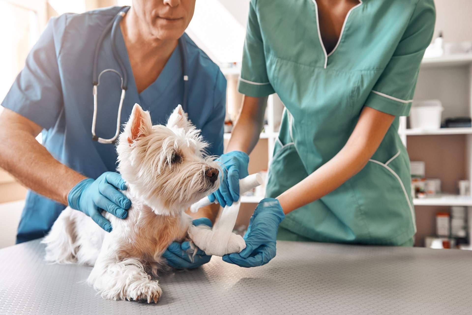 Vetformación proporciona un curso ATV especializado en el cuidado de animales hospitalizados