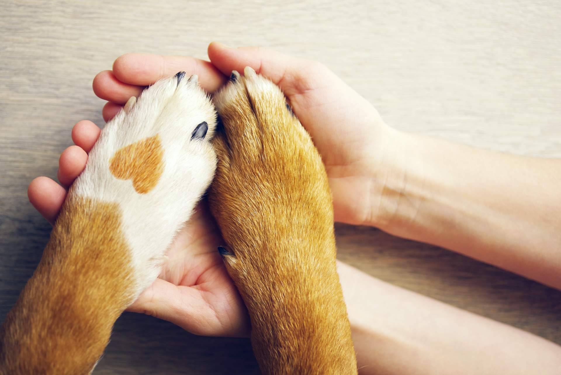 ¿Cuáles son las claves del éxito de la franquicia fundada por Jesús Becerra, El Perro Feliz, con Tormo Franquicias Consulting