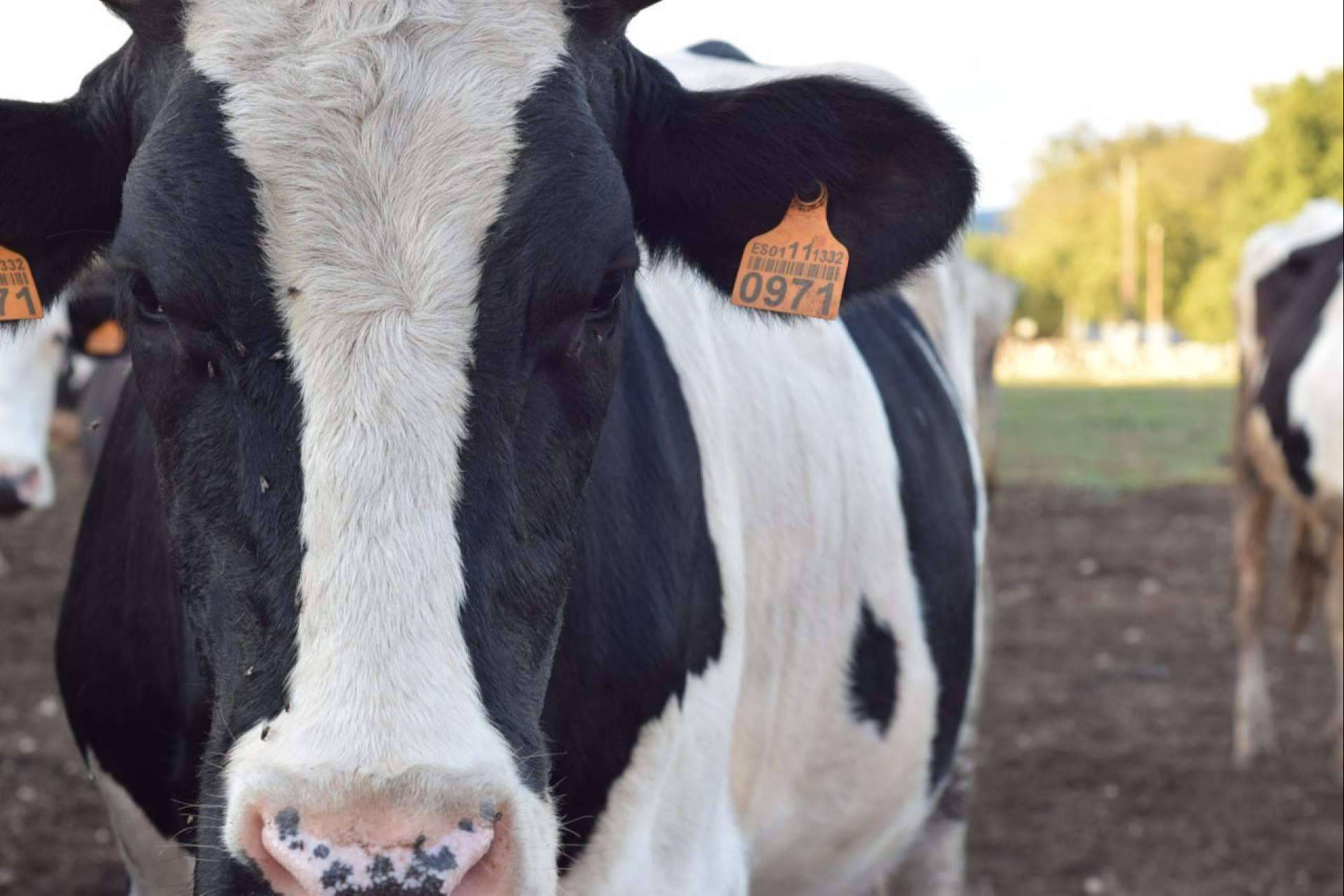 Preocupación ante la escasez de leche