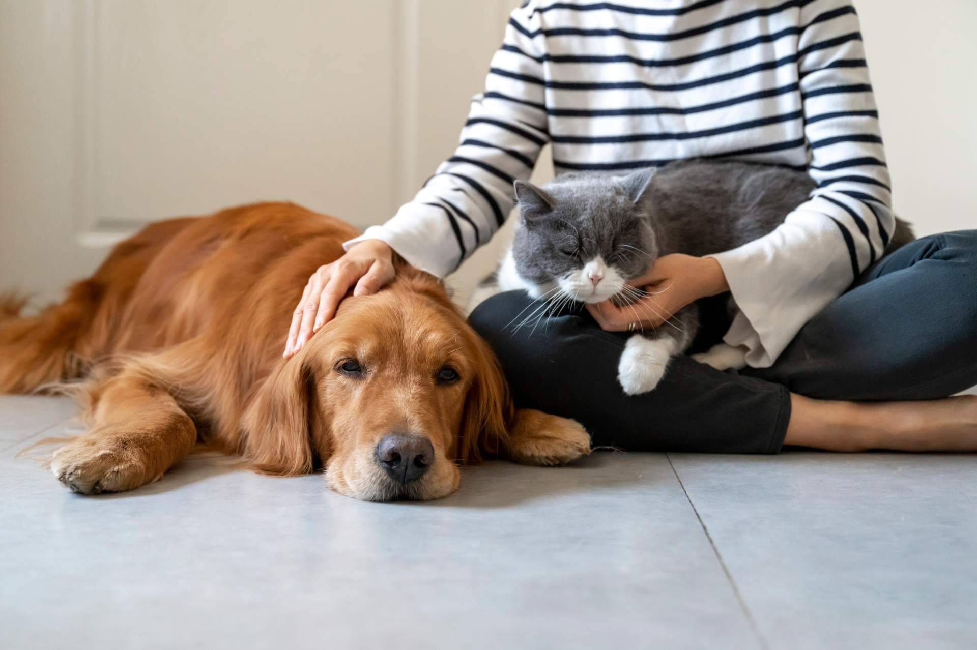 ¿Qué hay que saber sobre la nueva Ley Estatal de Protección Animal y la modificación del Código Penal?