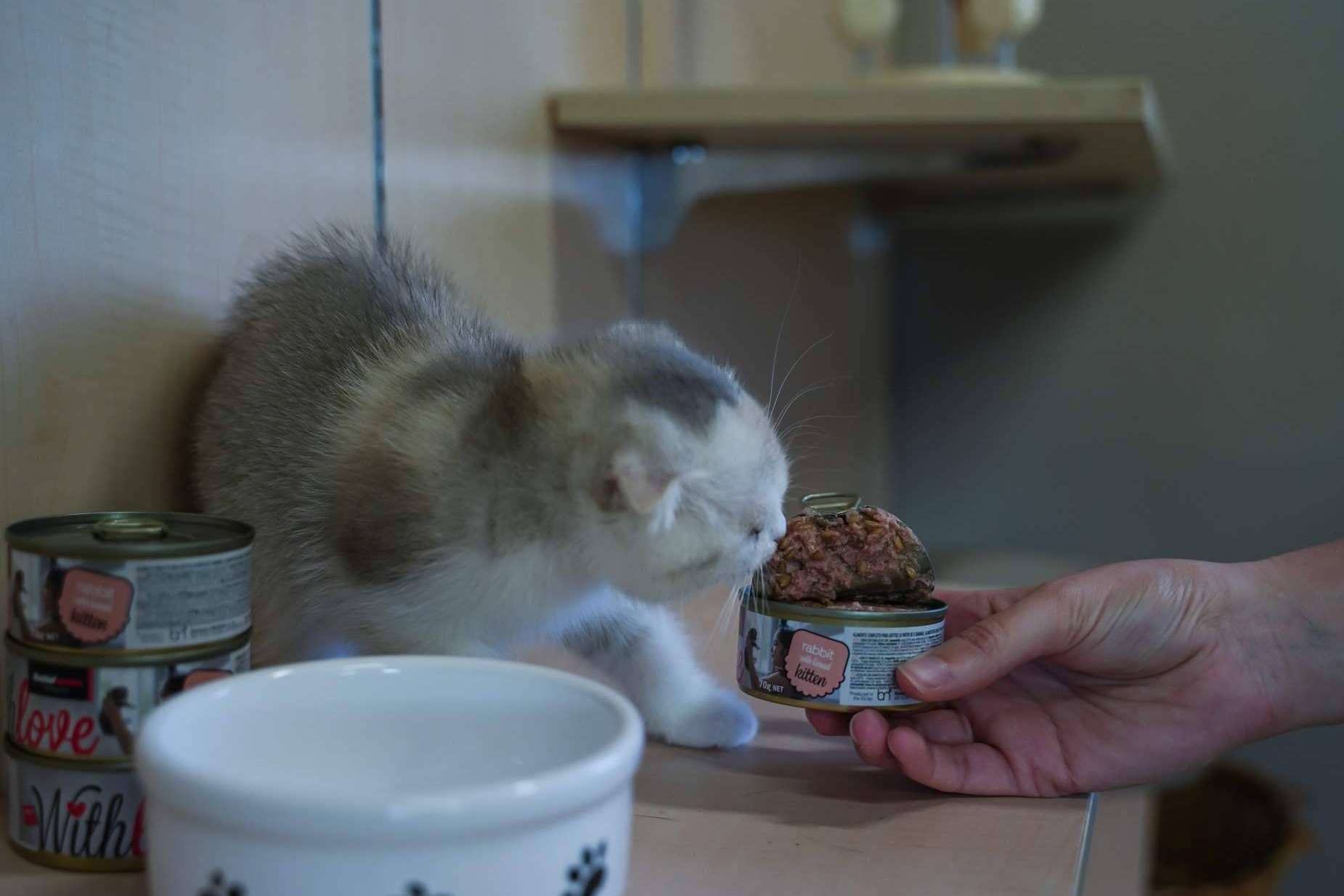 Satisfaction presenta With Love, la nueva gama de comida húmeda para perros y gatos