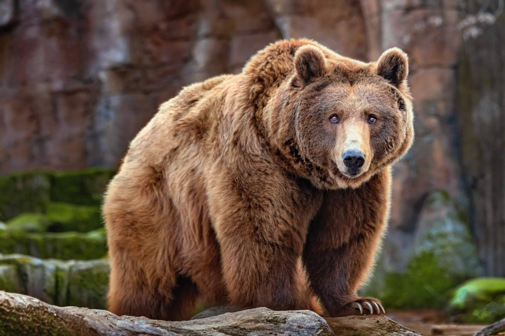 Noticias Ambientales se ocupa de generar conciencia sobre las especies emblemáticas en peligro de extinción