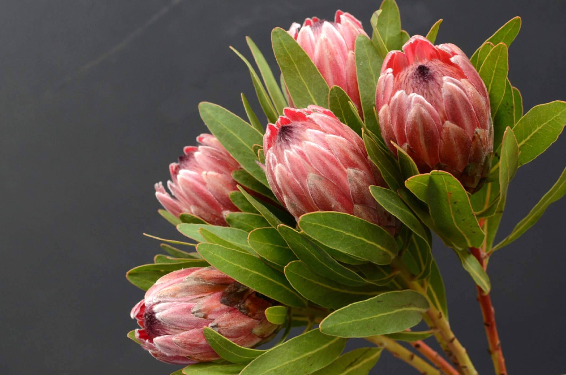 ¿Por qué optar por las flores tropicales?, con los especialistas de la tienda online Rosistirem