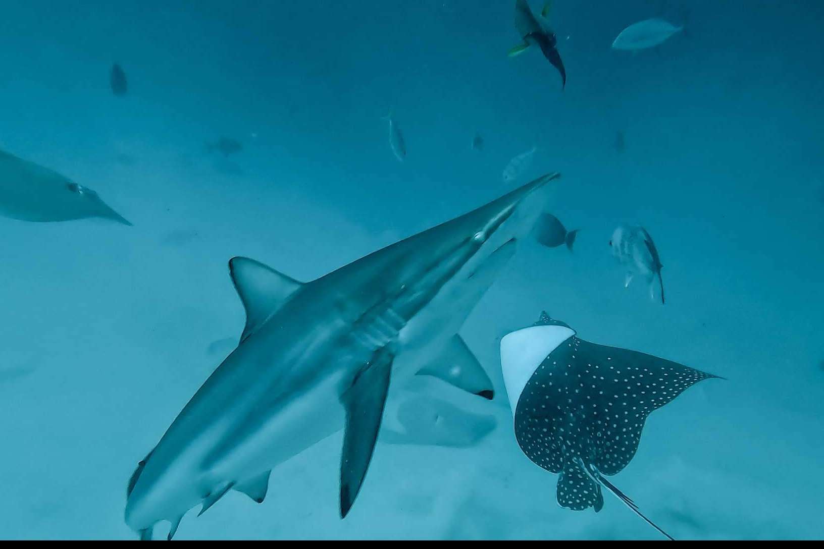 Descubrir la vida marina de Rasdhoo, con Drop Dive Maldives