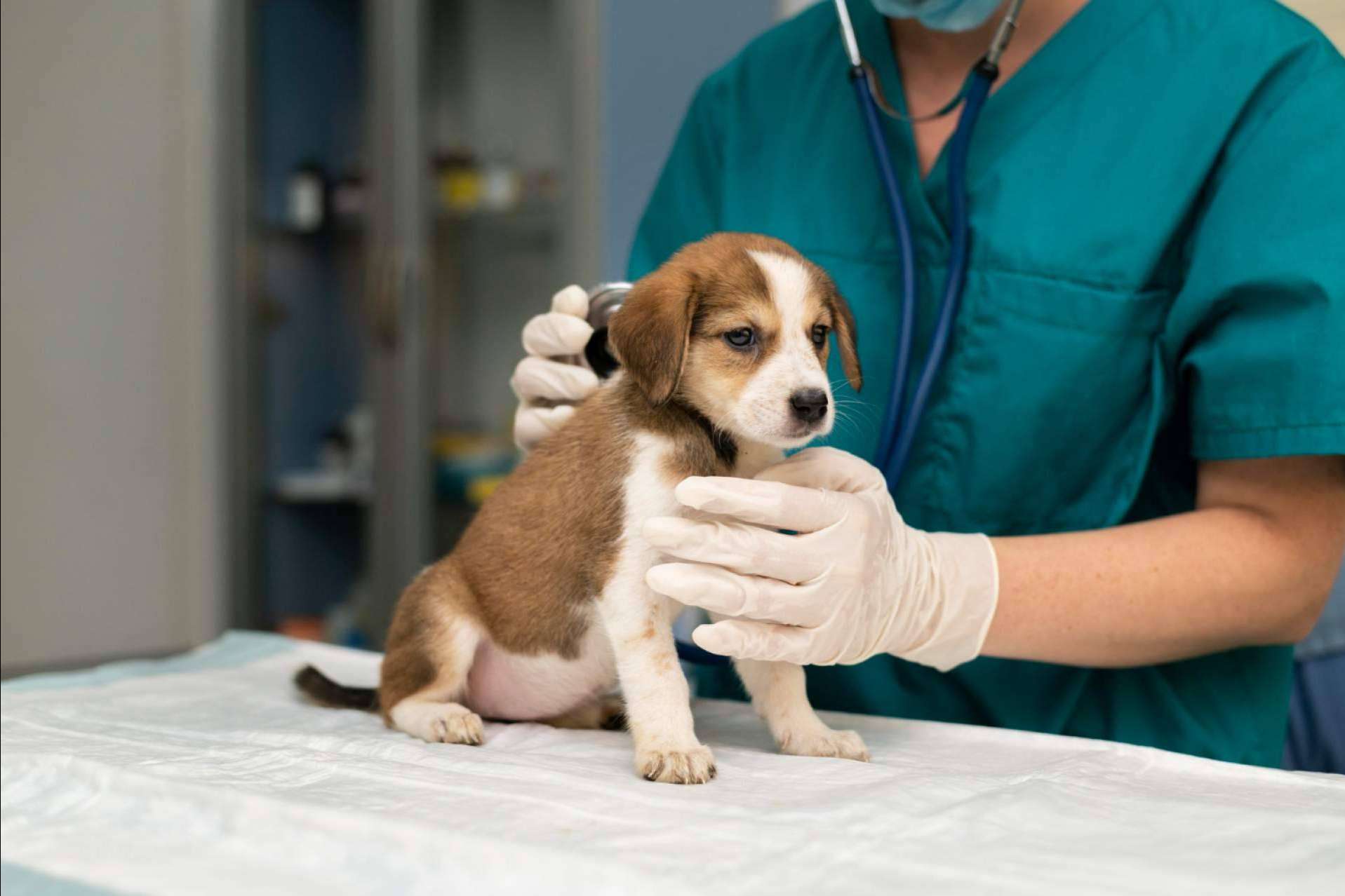 Clínica Veterinaria Olivares es una clínica veterinaria de confianza en Granada