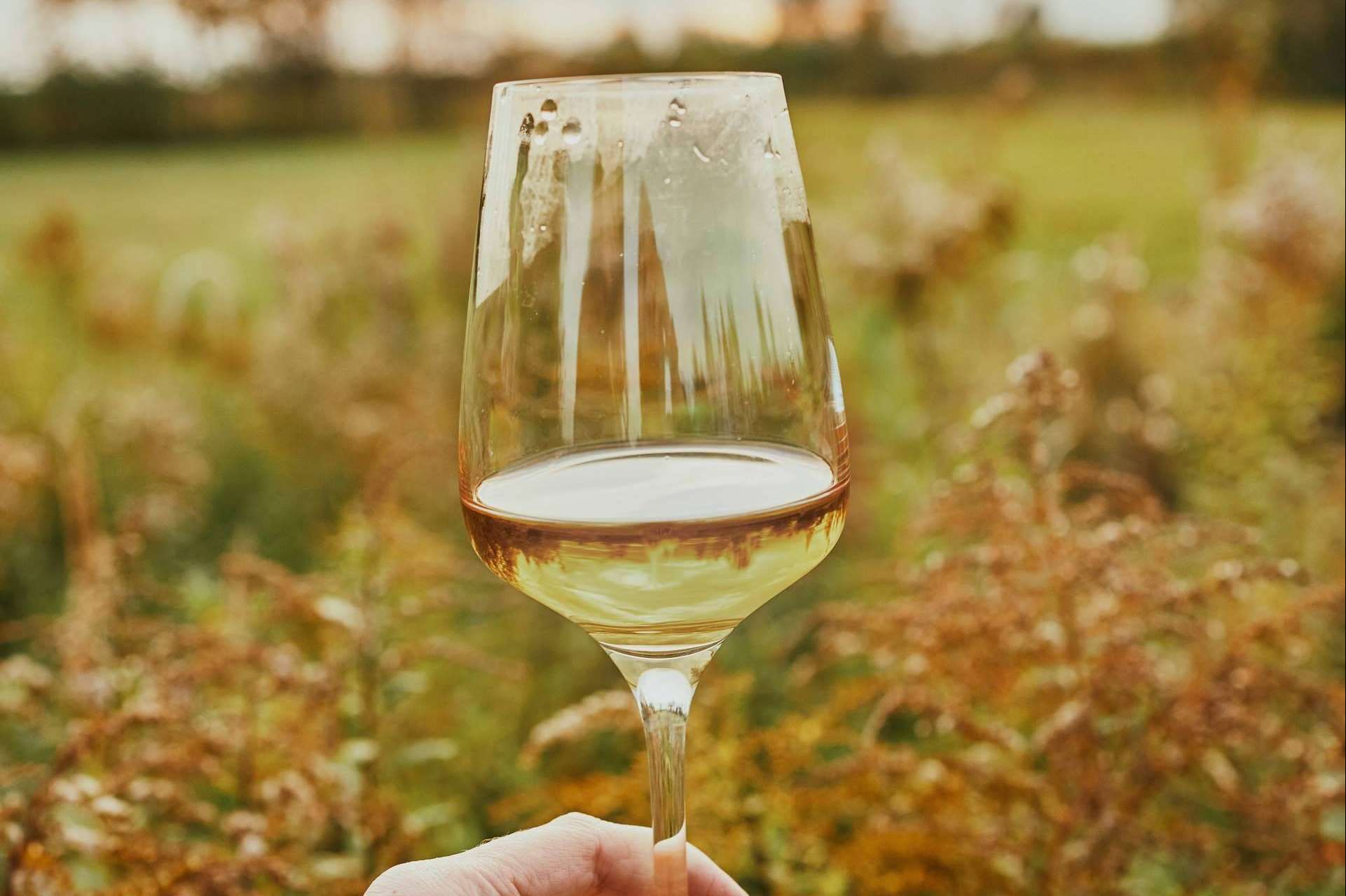 Naturelovers Wines y sus cavas y vinos ecológicos