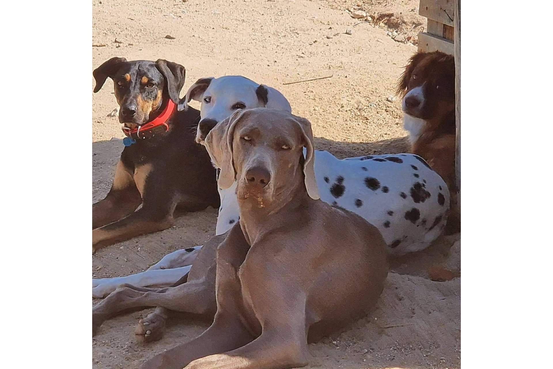 PERROBUENO revoluciona el concepto de guardería canina