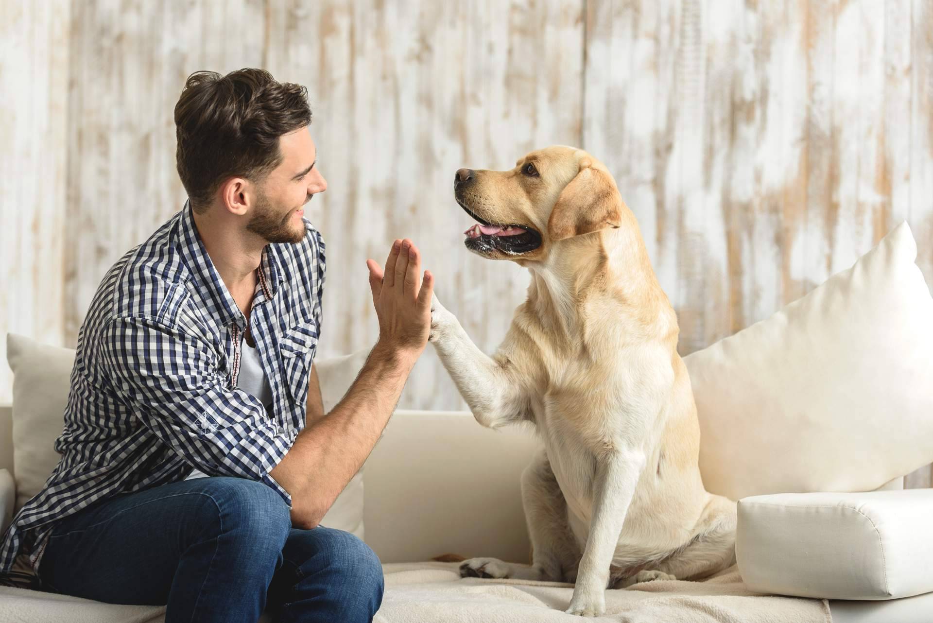 Variedad de comida para perros para una dieta sana y equilibrada con Era Pet Food