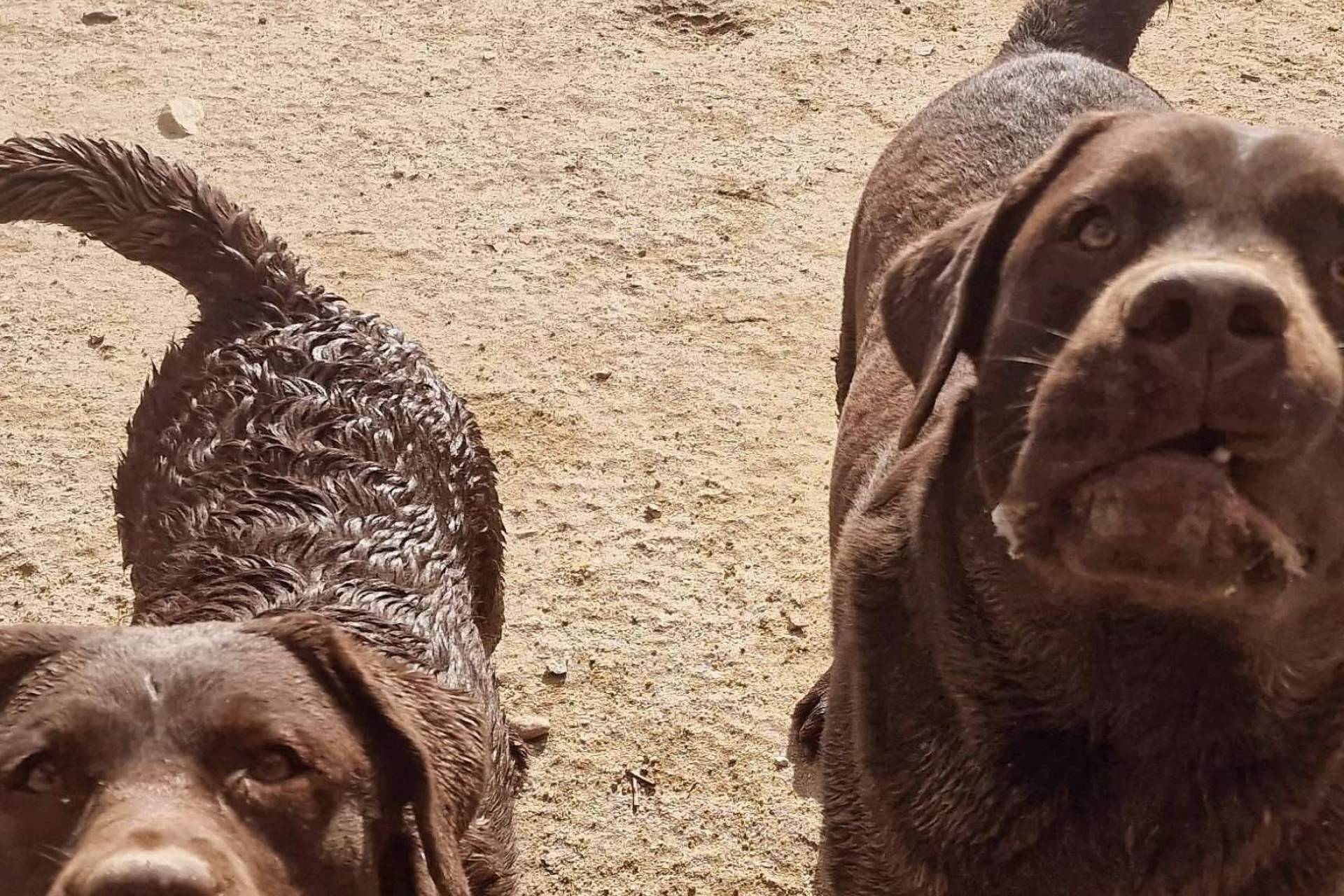 La guardería de perros Madrid para que las mascotas se sientan como en casa, PERROBUENO