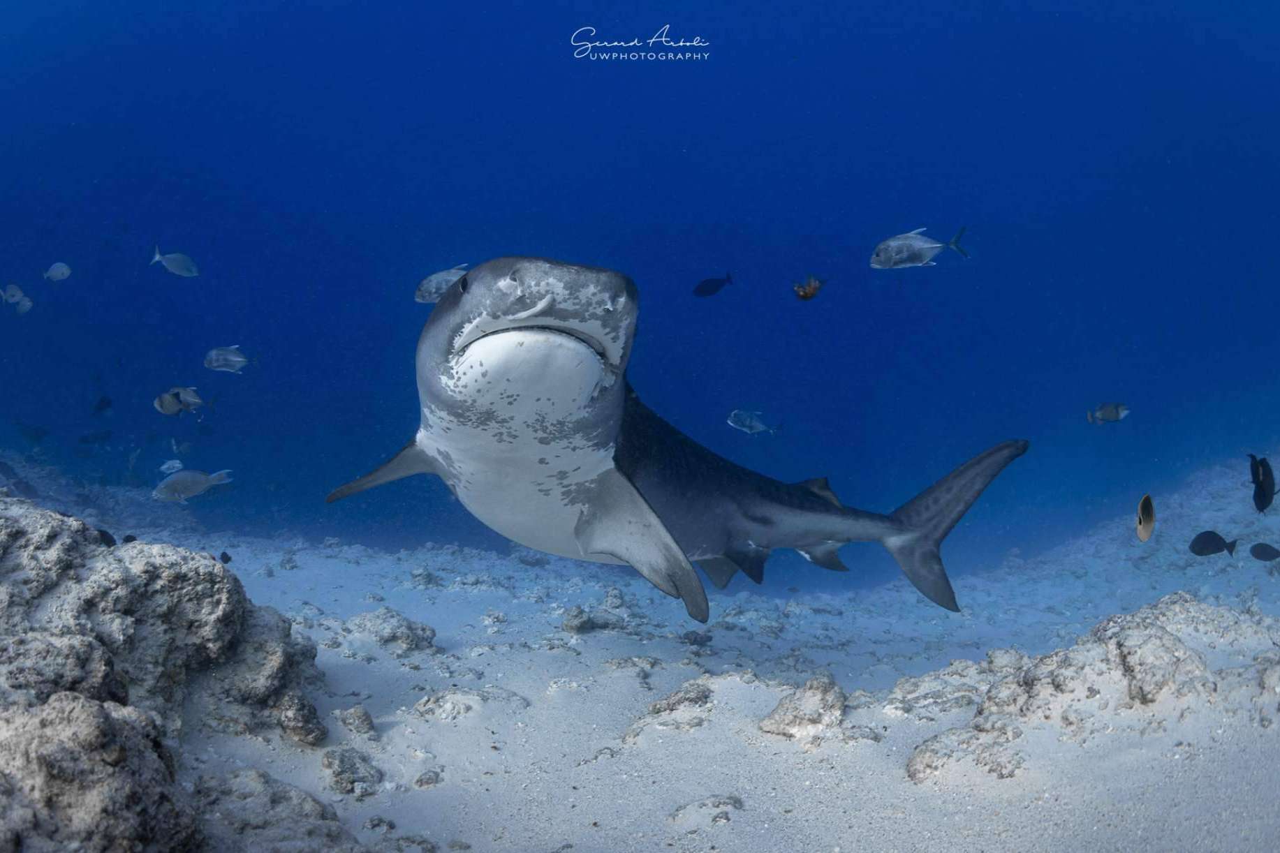 Vivir experiencias de buceo con tiburones con SevenBlue